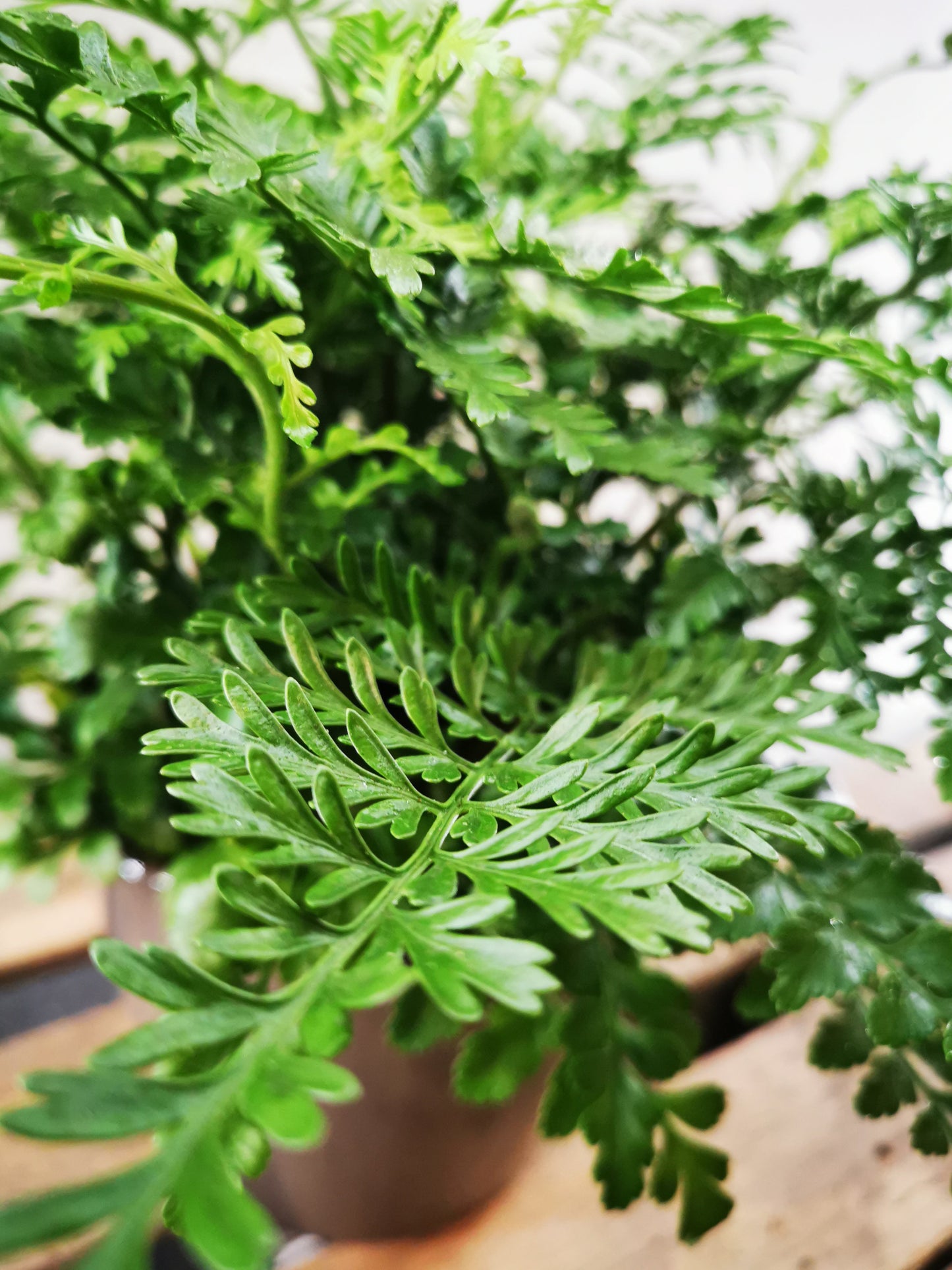 Asplenium Parvati - De Plantrekkers - De Plantrekkers