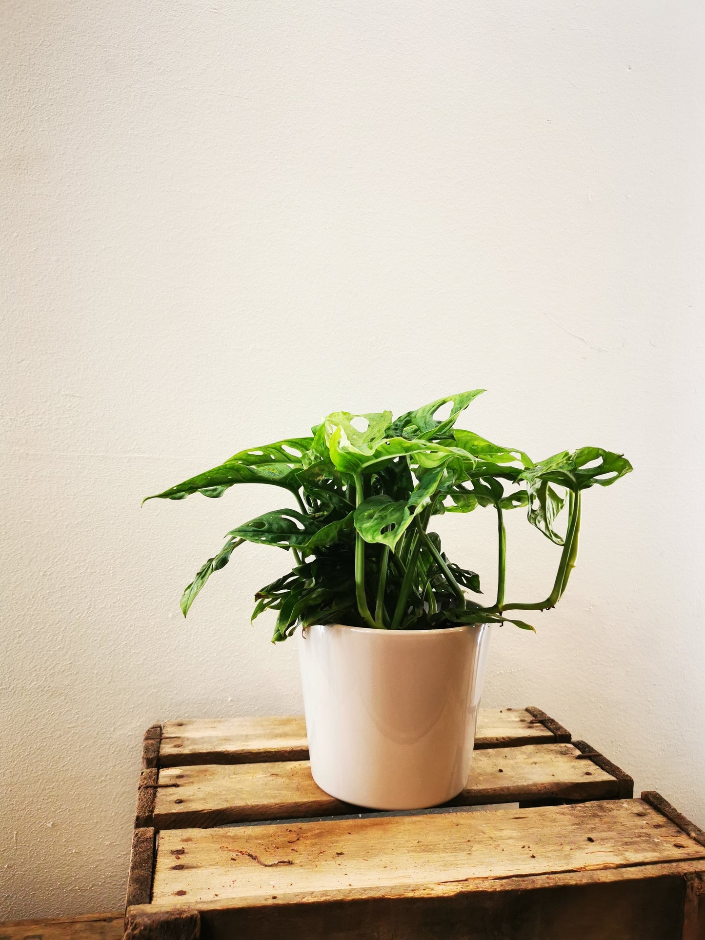 Monstera obliqua 'Leichtlinii' - De Plantrekkers - De Plantrekkers