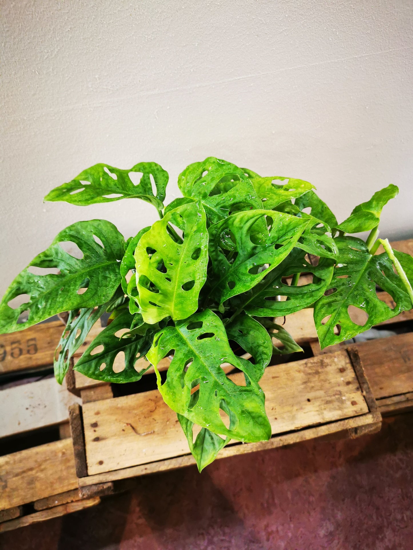 Monstera obliqua 'Leichtlinii' - De Plantrekkers - De Plantrekkers