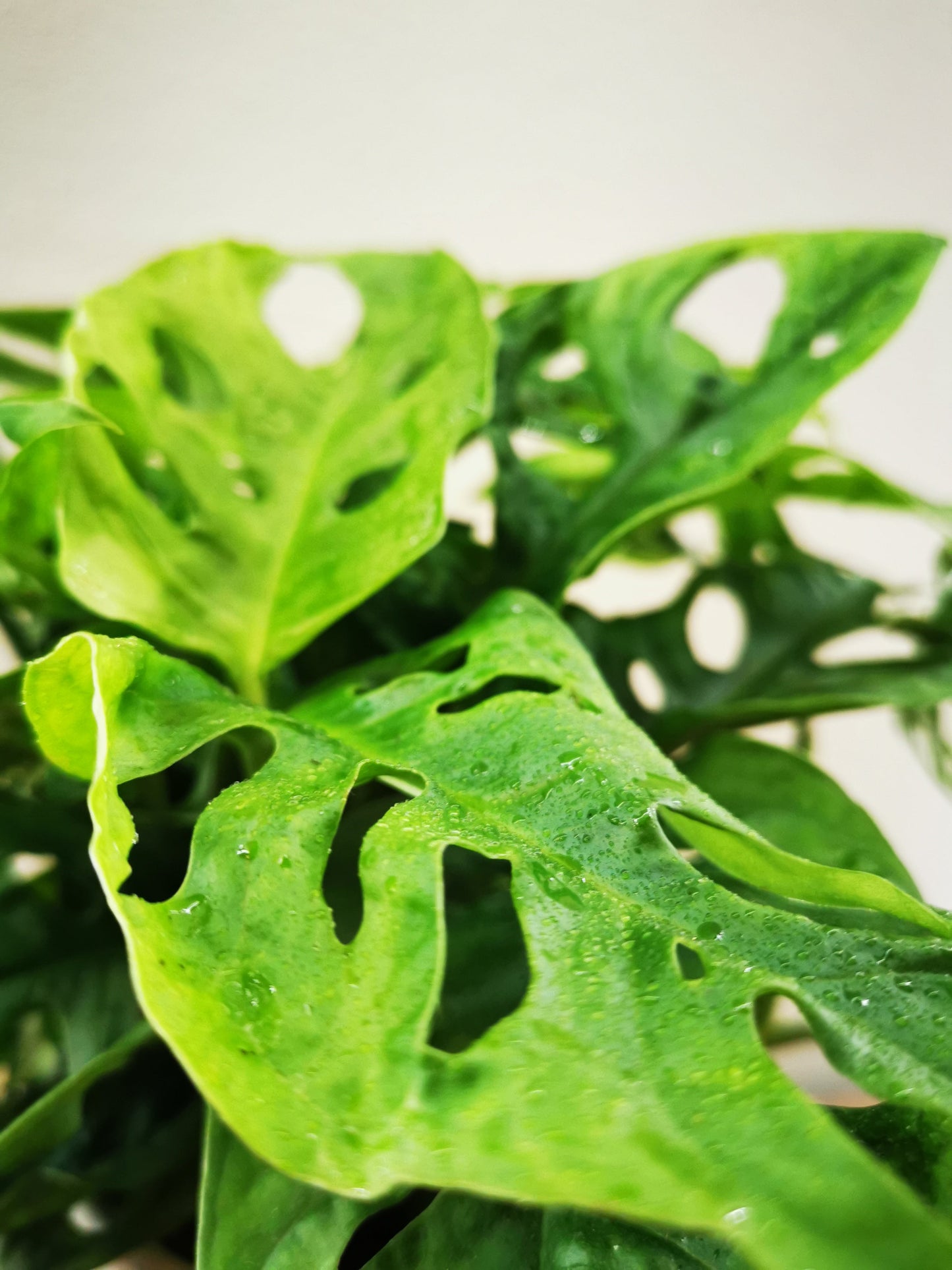 Monstera obliqua 'Leichtlinii' - De Plantrekkers - De Plantrekkers