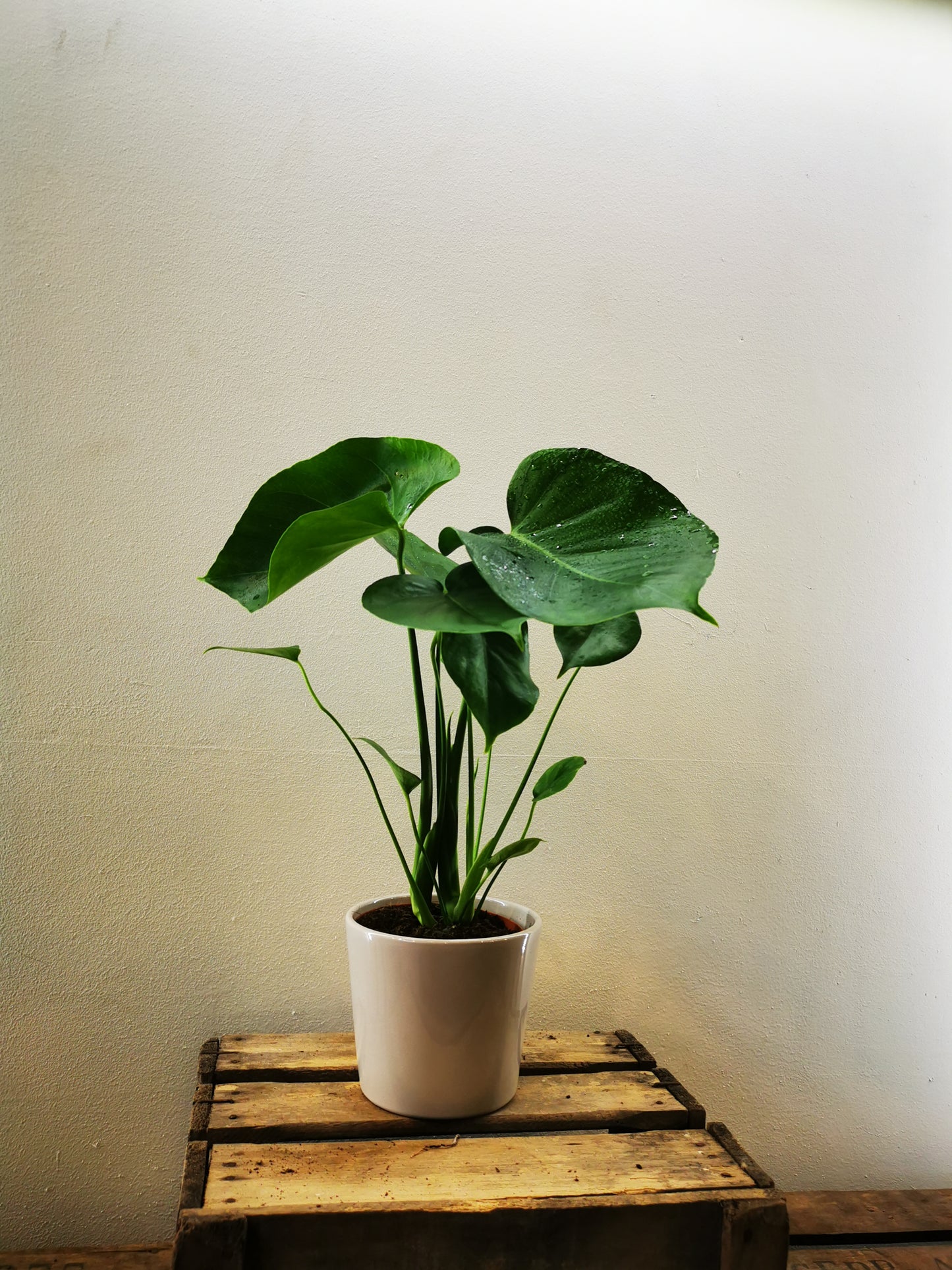 Monstera Deliciosa - De Plantrekkers - De Plantrekkers