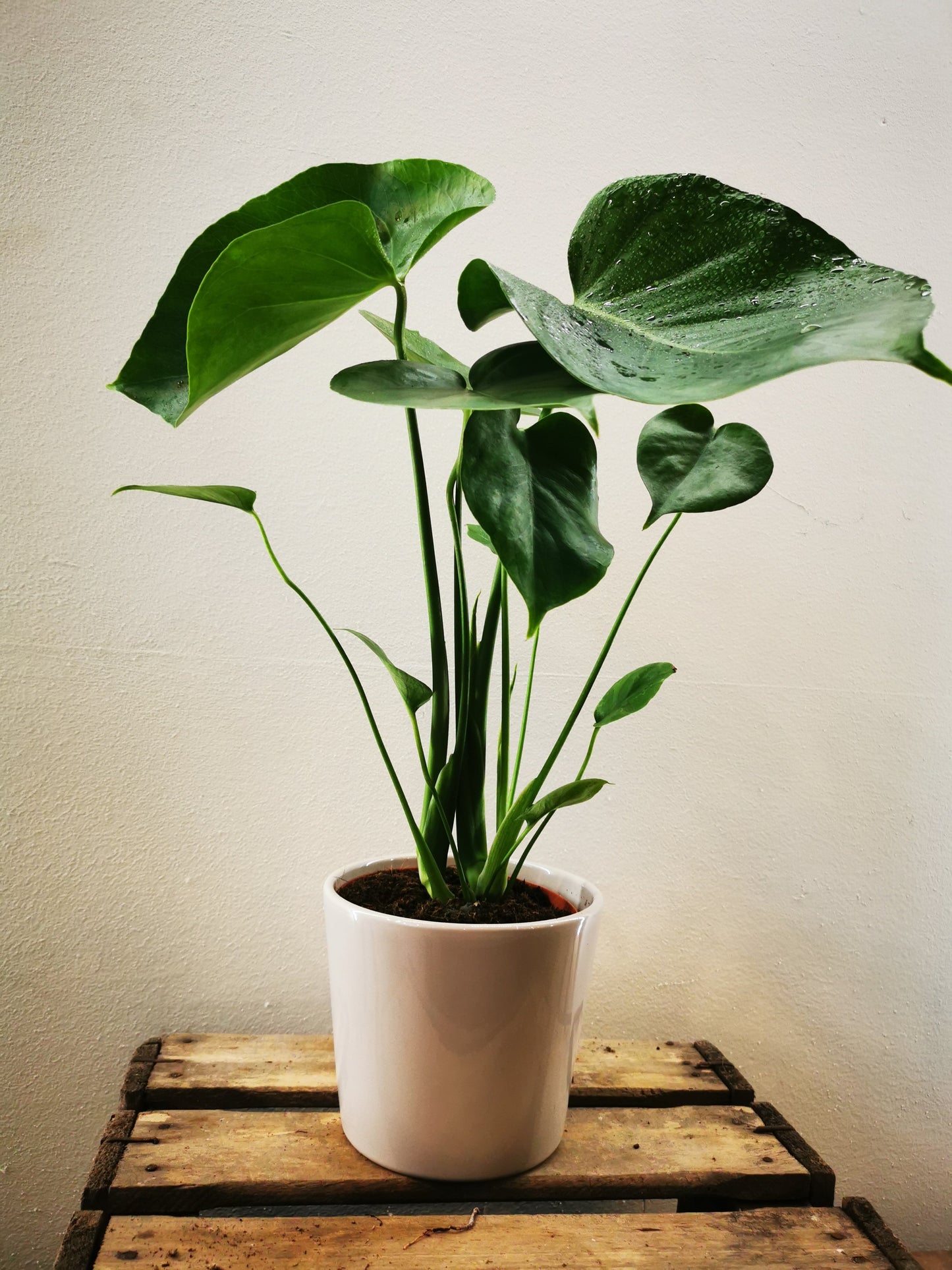 Monstera Deliciosa - De Plantrekkers - De Plantrekkers