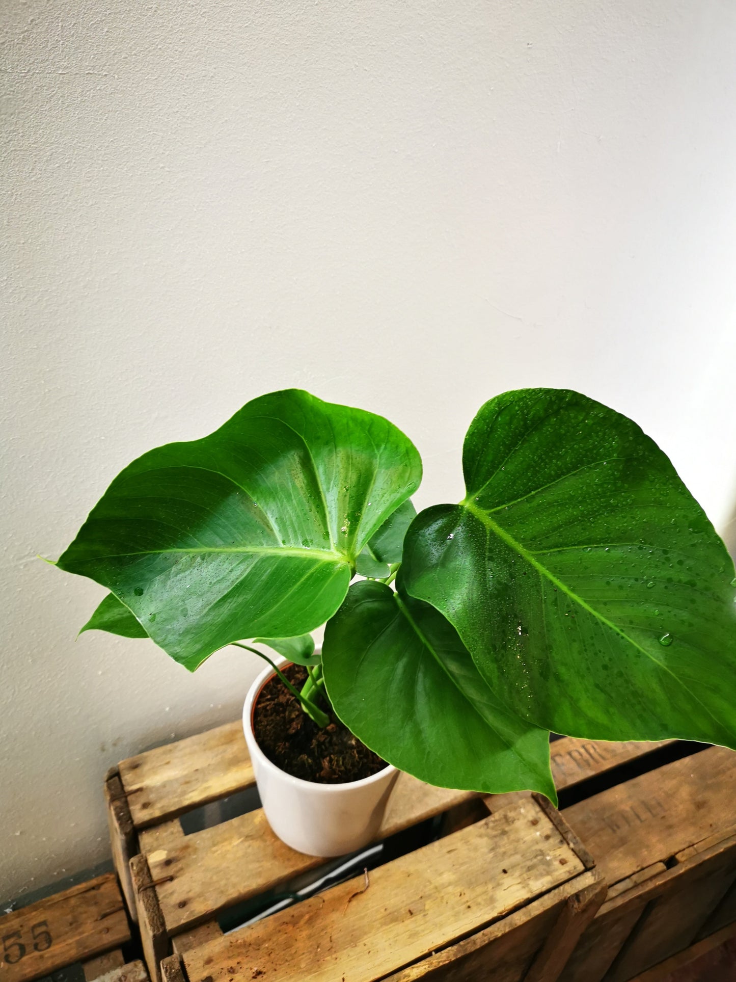 Monstera Deliciosa - De Plantrekkers - De Plantrekkers