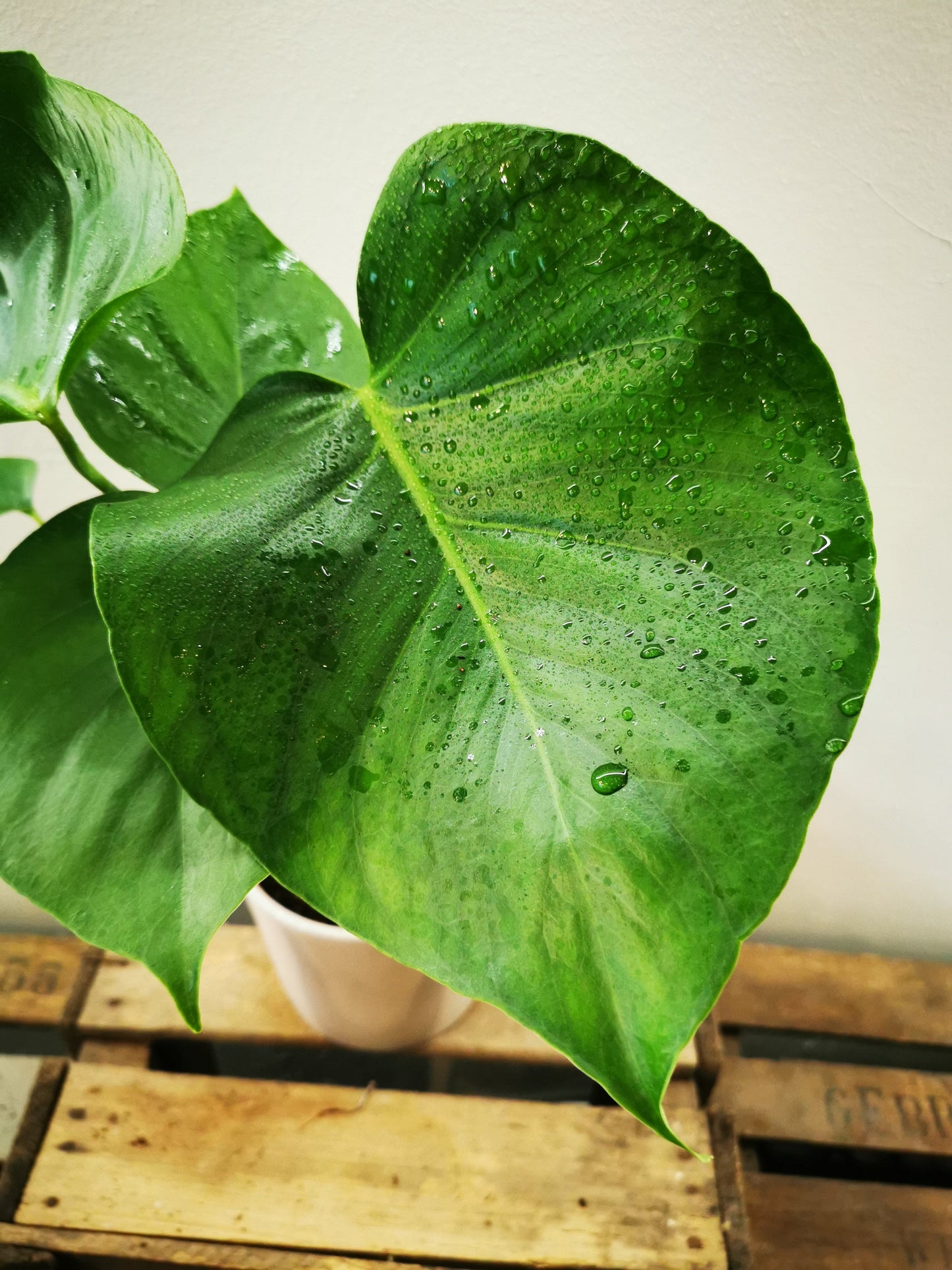 Monstera Deliciosa - De Plantrekkers - De Plantrekkers