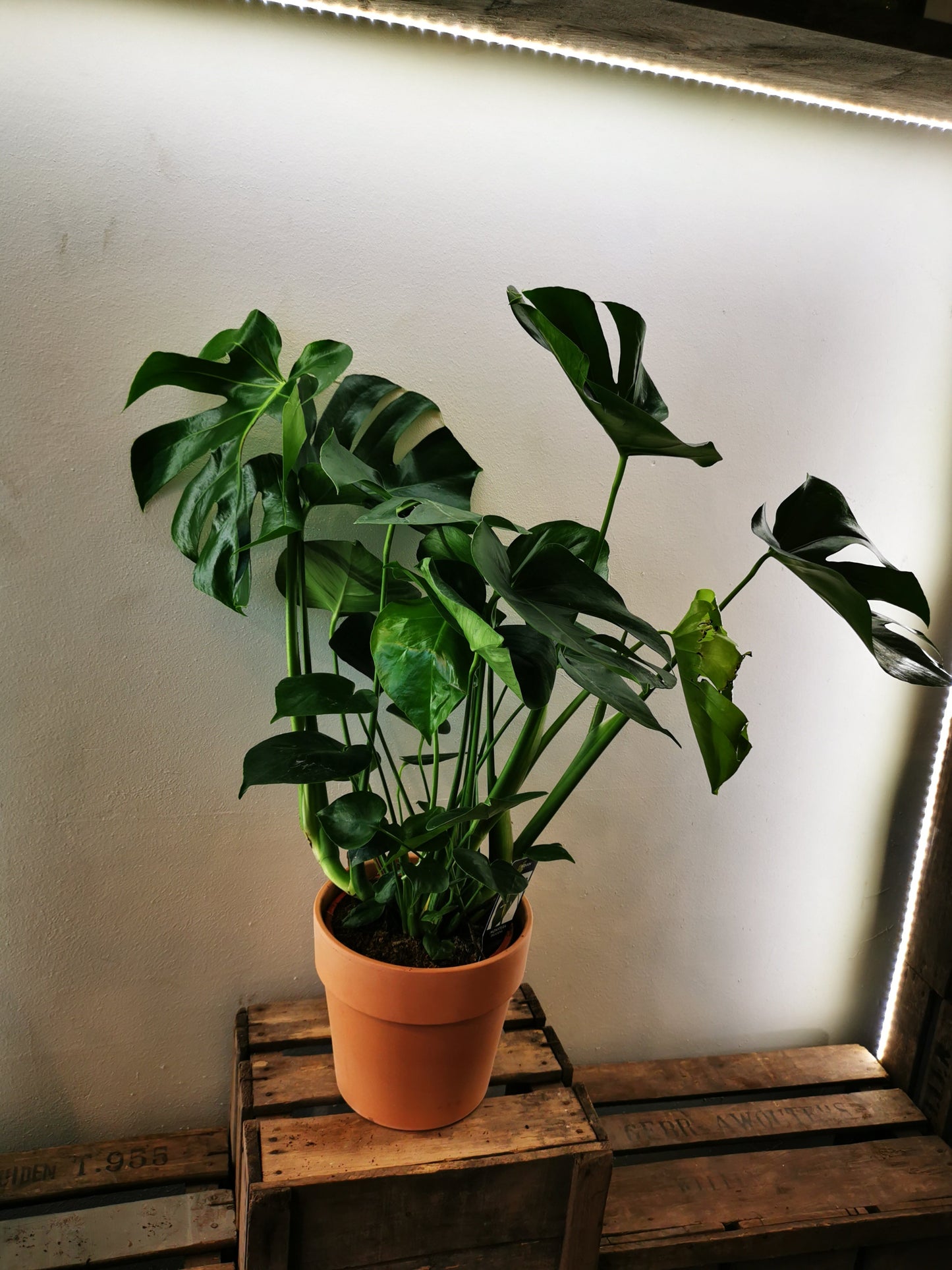 Monstera Deliciosa - De Plantrekkers - De Plantrekkers