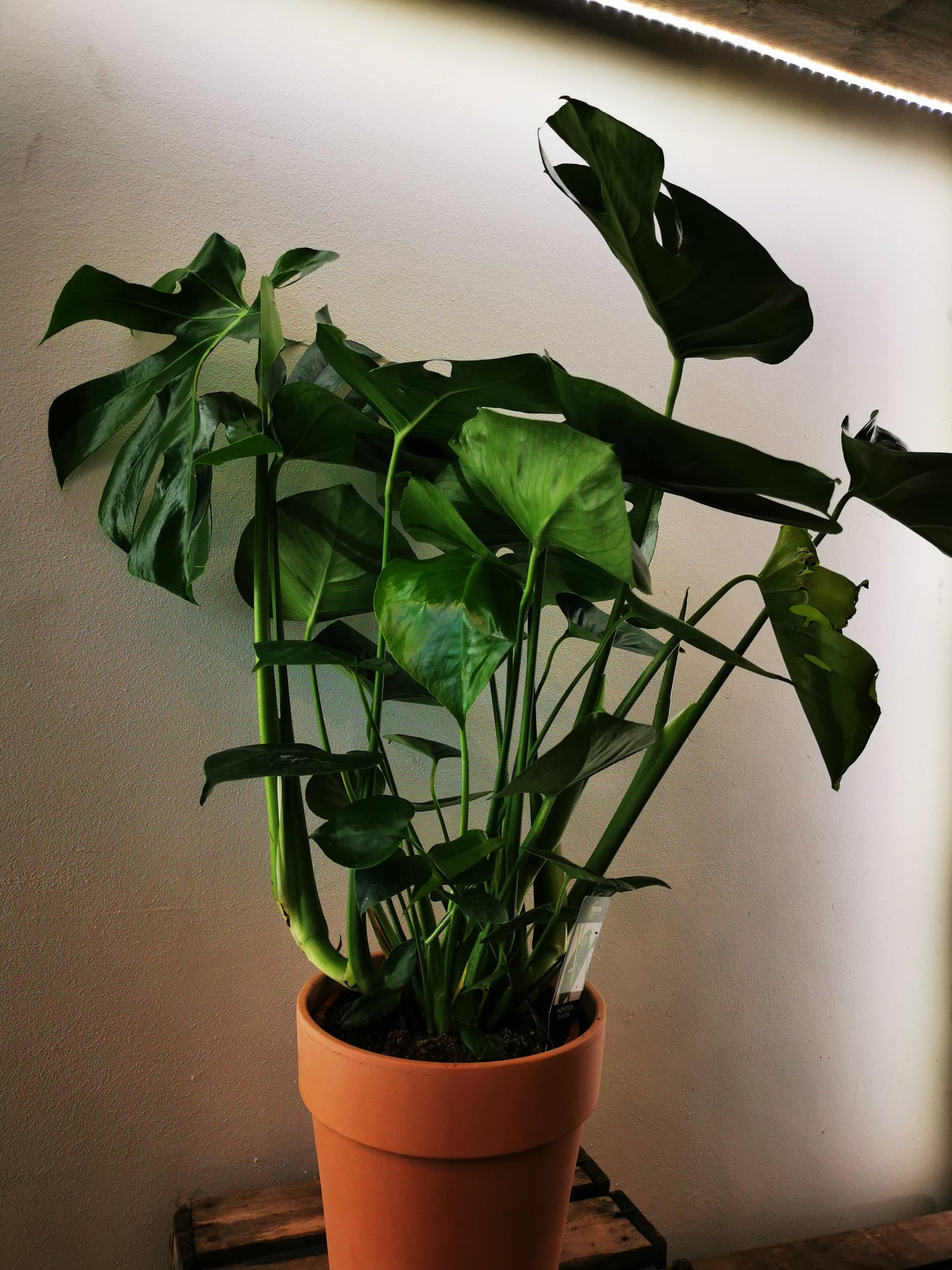 Monstera Deliciosa - De Plantrekkers - De Plantrekkers