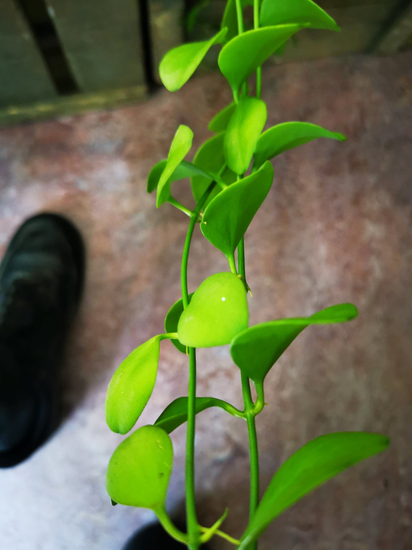 Dischidia Pectenoides - De Plantrekkers - De Plantrekkers