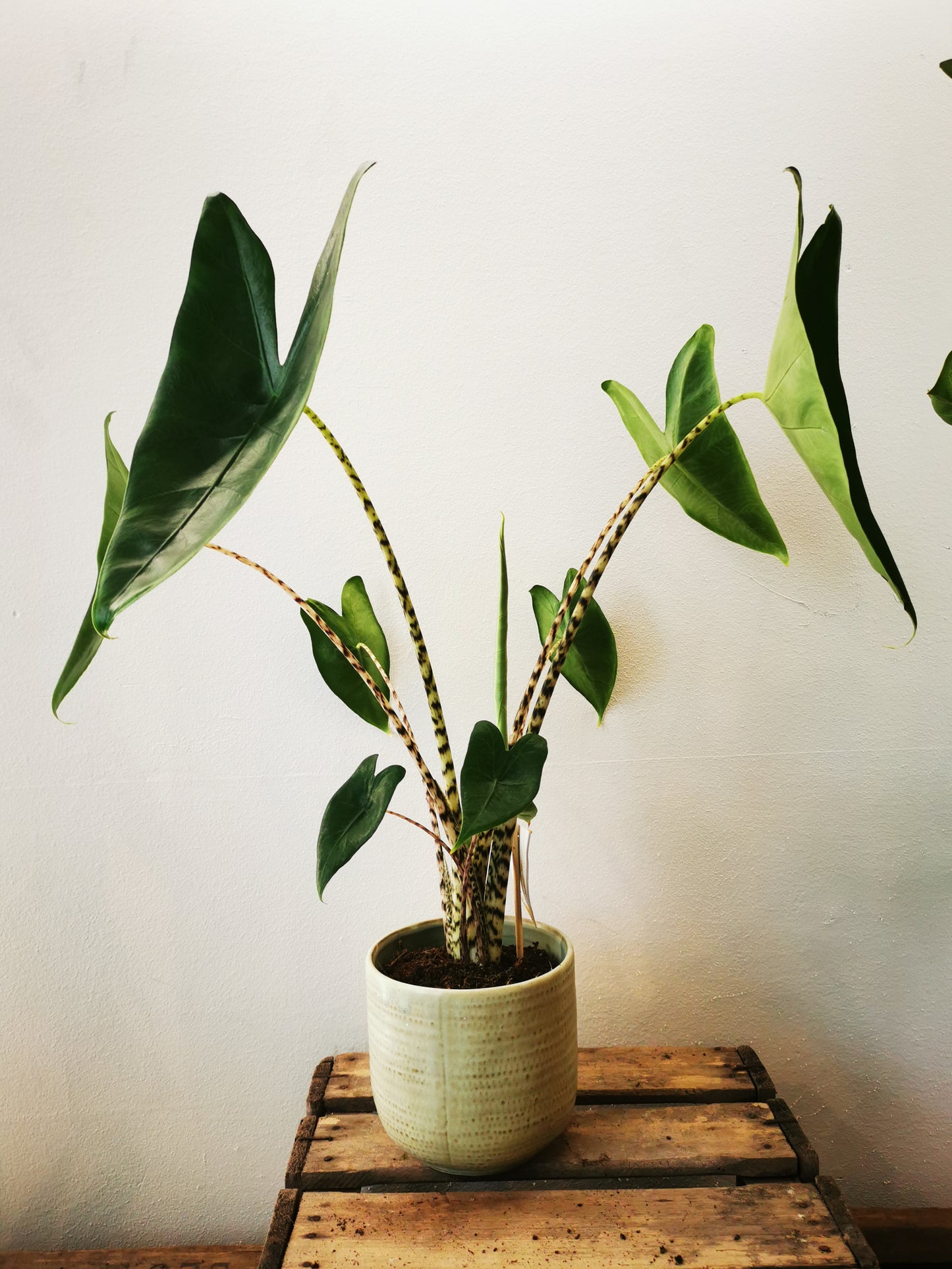Alocasia Zebrina - De Plantrekkers - De Plantrekkers