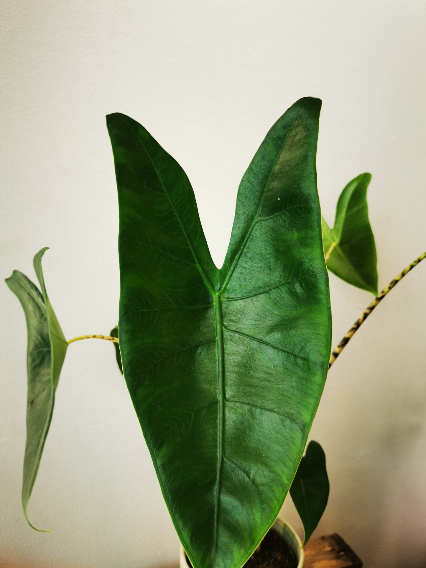 Alocasia Zebrina - De Plantrekkers - De Plantrekkers
