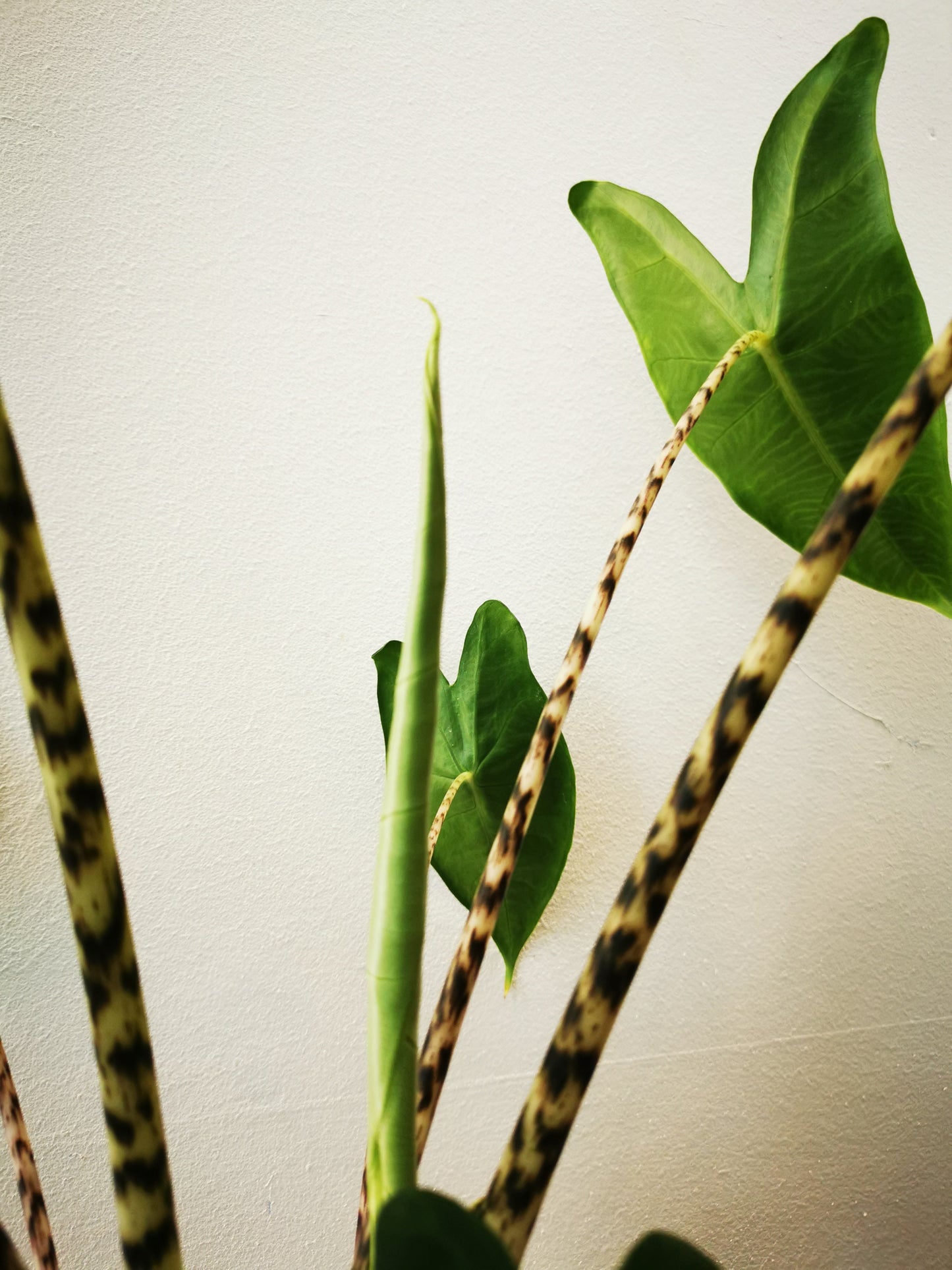 Alocasia Zebrina - De Plantrekkers - De Plantrekkers