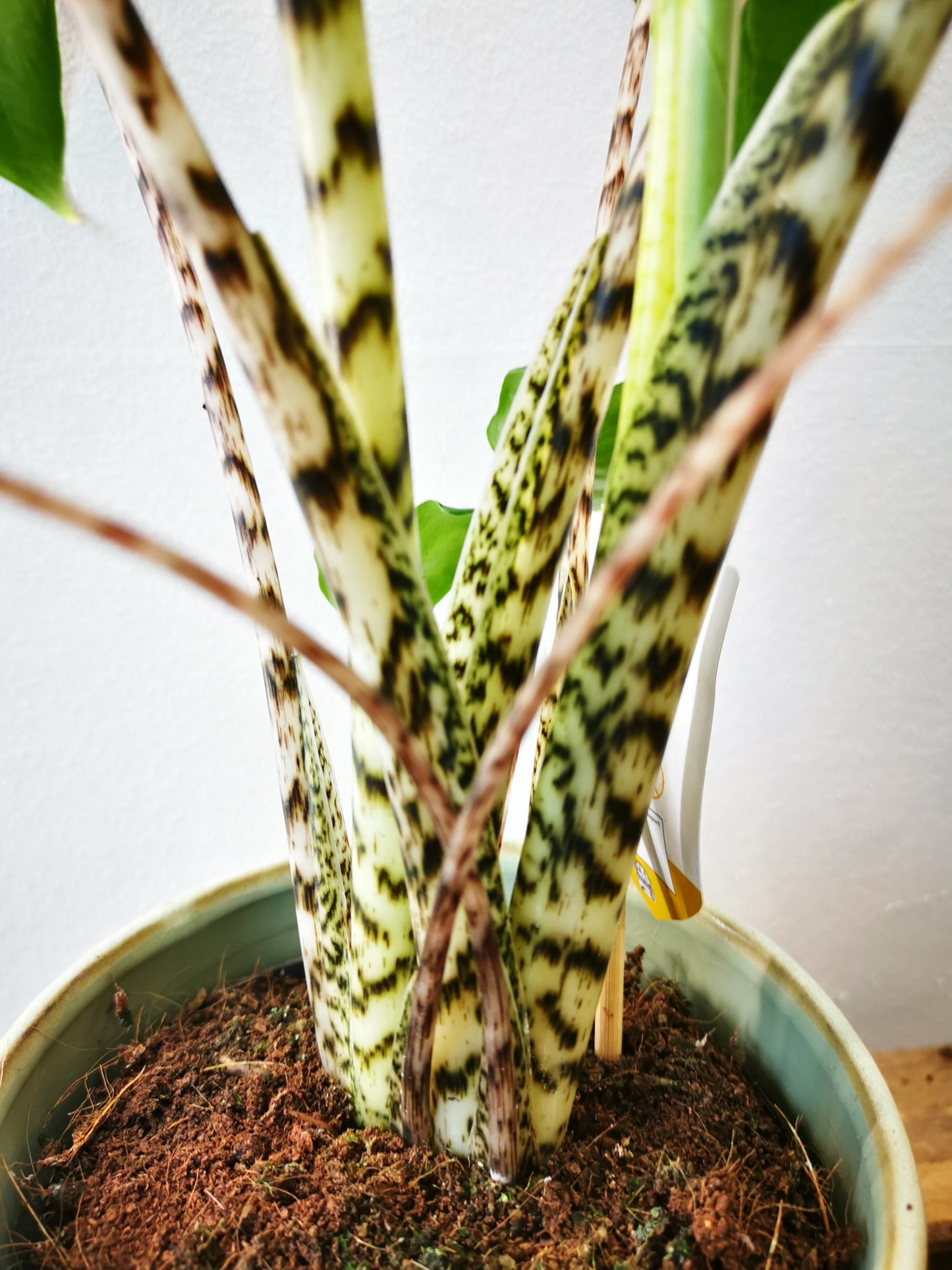 Alocasia Zebrina - De Plantrekkers - De Plantrekkers