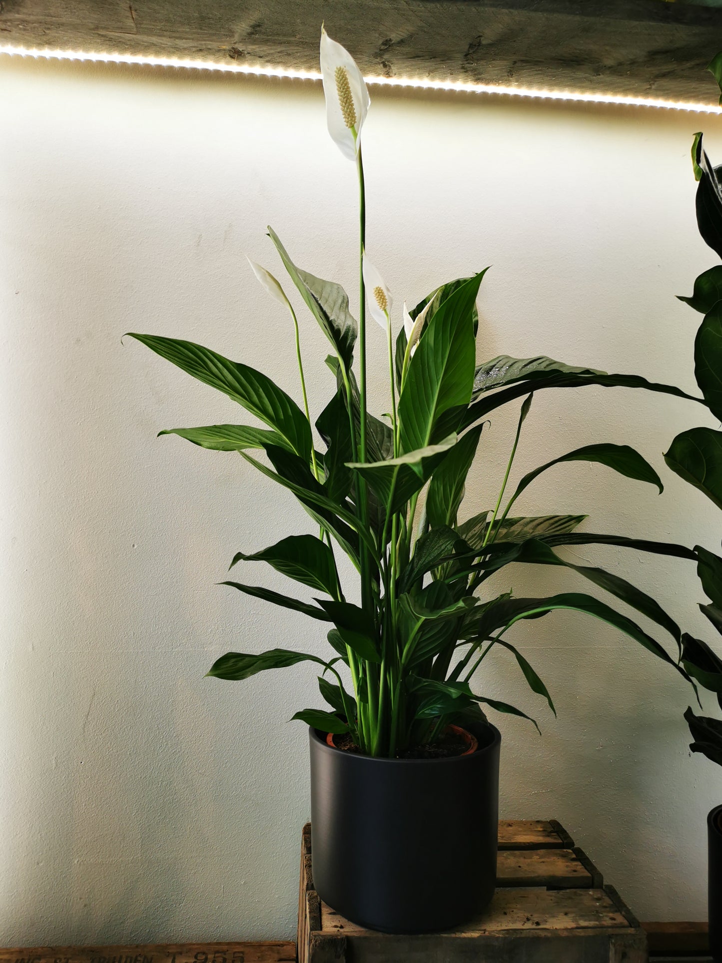 Spathiphyllum 'Maximo Cupido' - De Plantrekkers - De Plantrekkers
