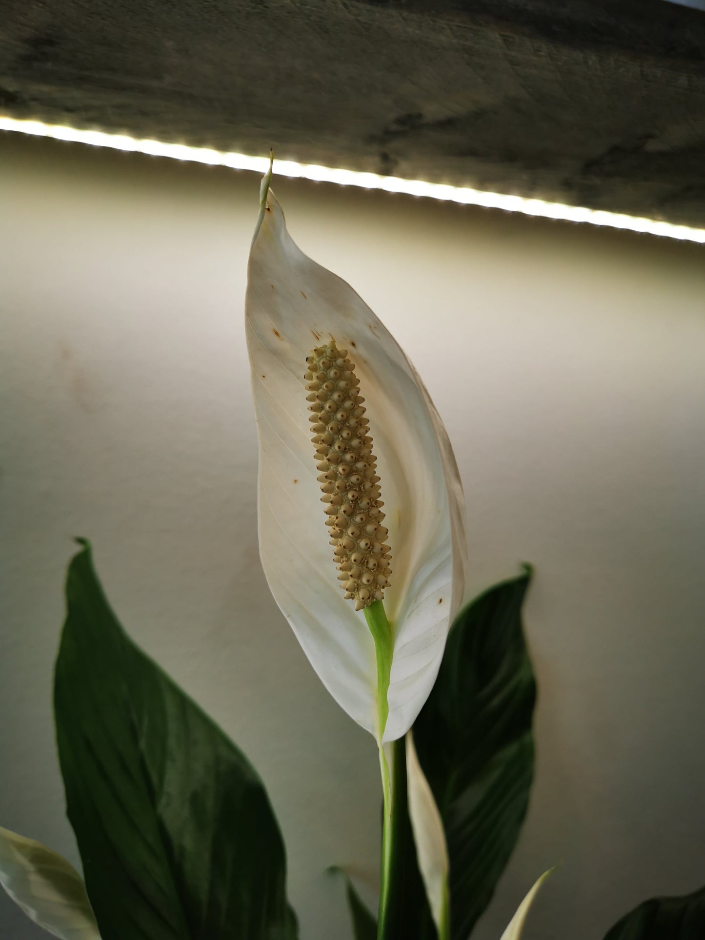 Spathiphyllum 'Maximo Cupido' - De Plantrekkers - De Plantrekkers