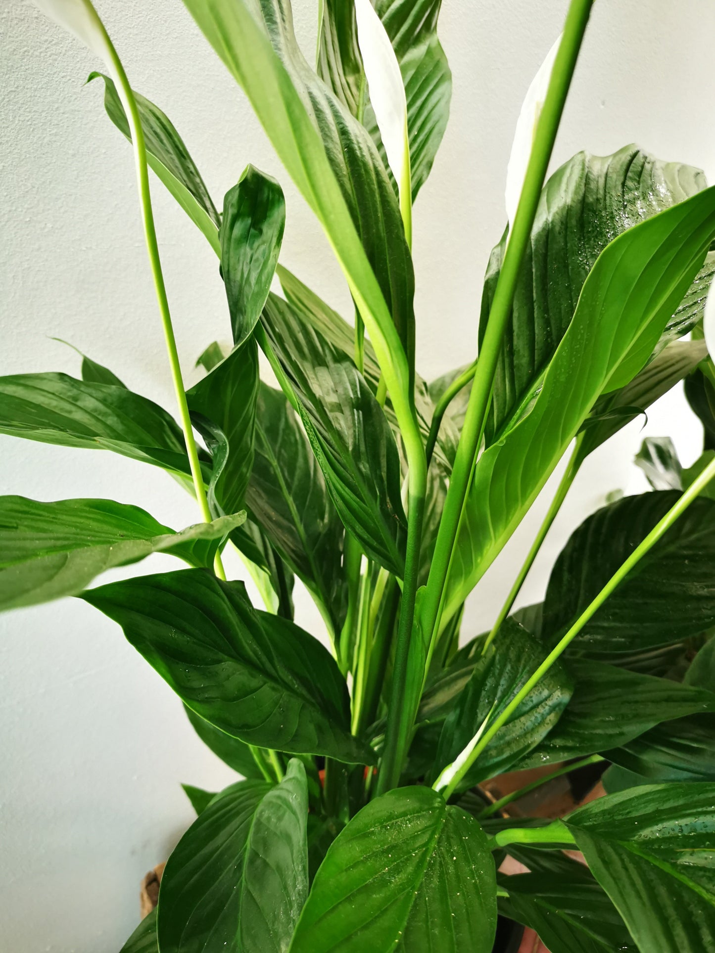 Spathiphyllum 'Maximo Cupido' - De Plantrekkers - De Plantrekkers