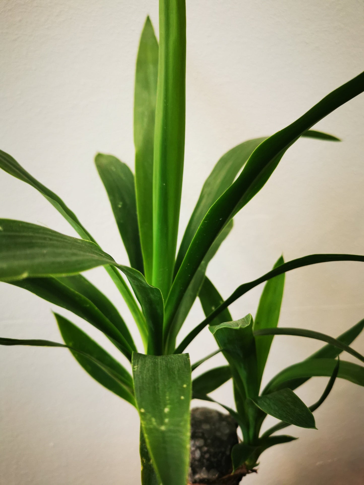 Yucca - De Plantrekkers - De Plantrekkers