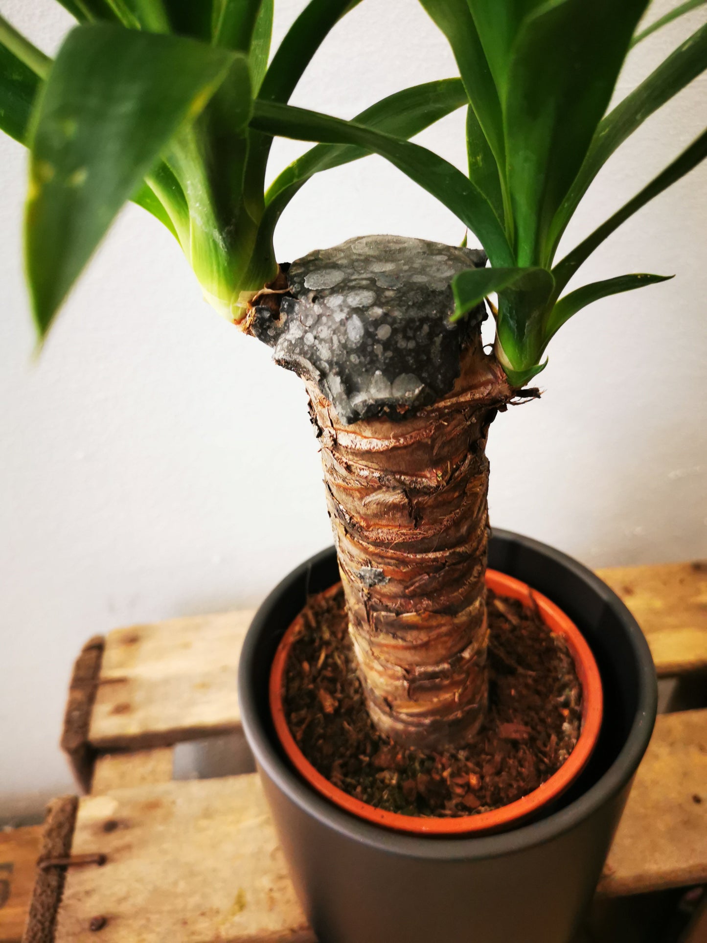Yucca - De Plantrekkers - De Plantrekkers