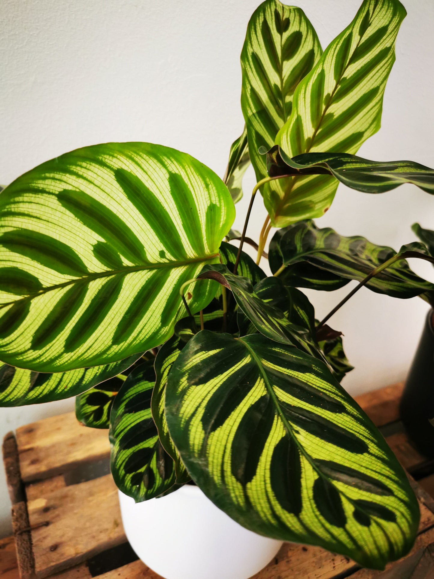 Calathea Makoyana - De Plantrekkers - De Plantrekkers