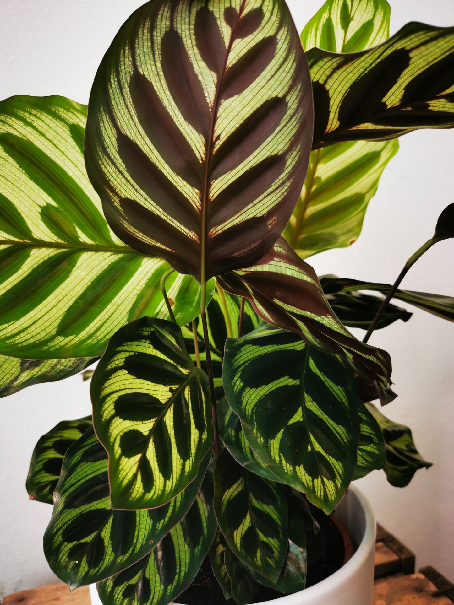 Calathea Makoyana - De Plantrekkers - De Plantrekkers