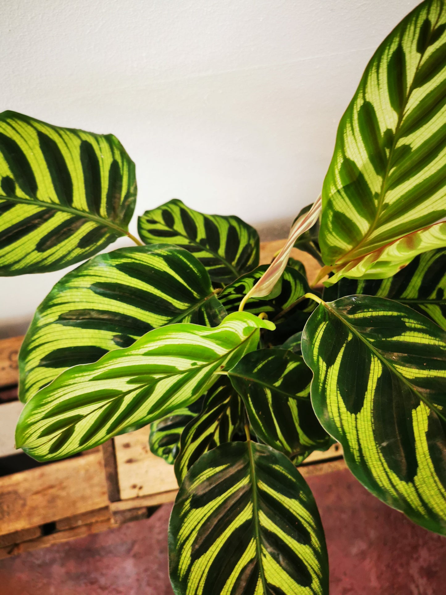 Calathea Makoyana - De Plantrekkers - De Plantrekkers