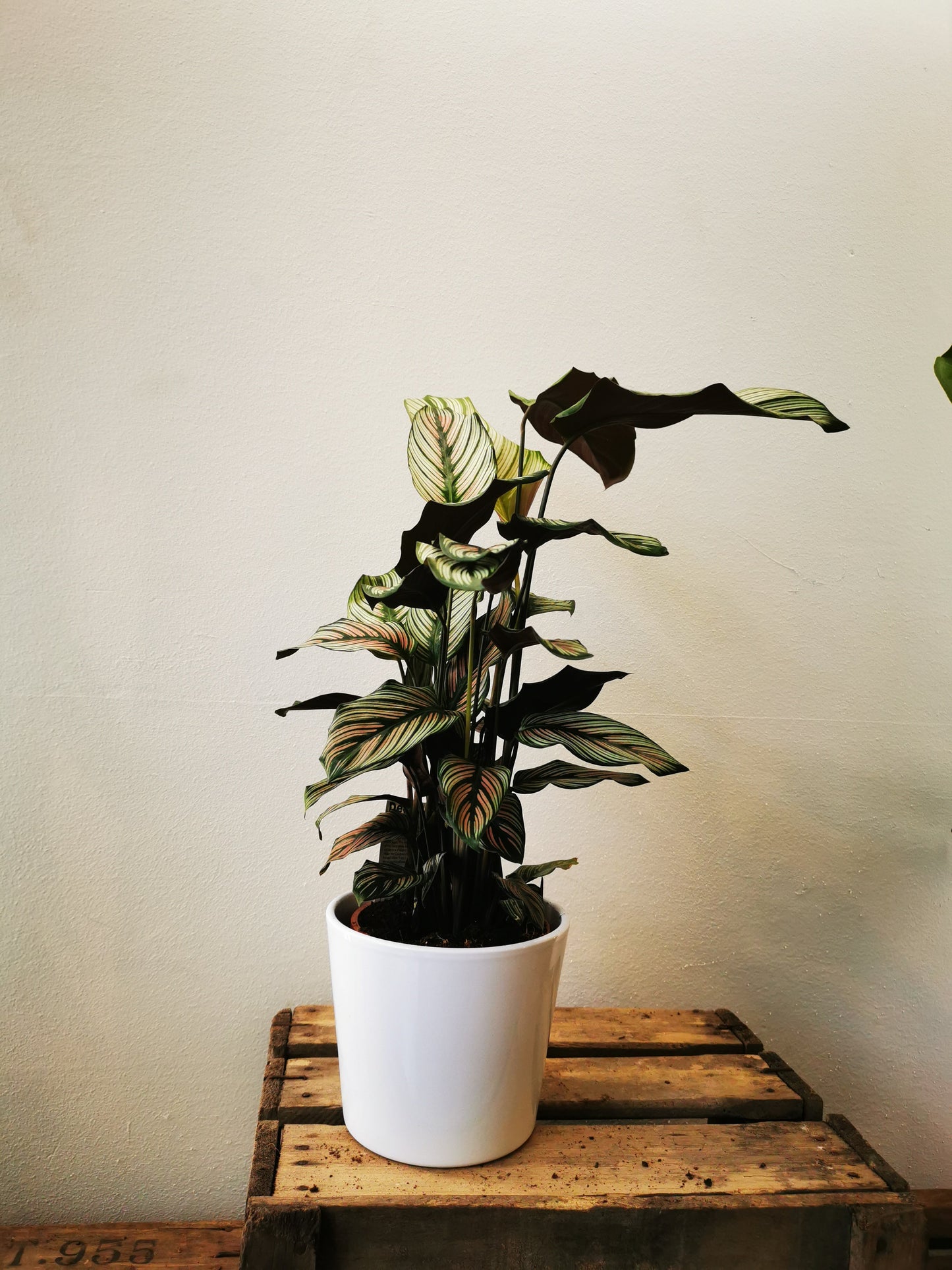 Calathea White Star - De Plantrekkers - De Plantrekkers