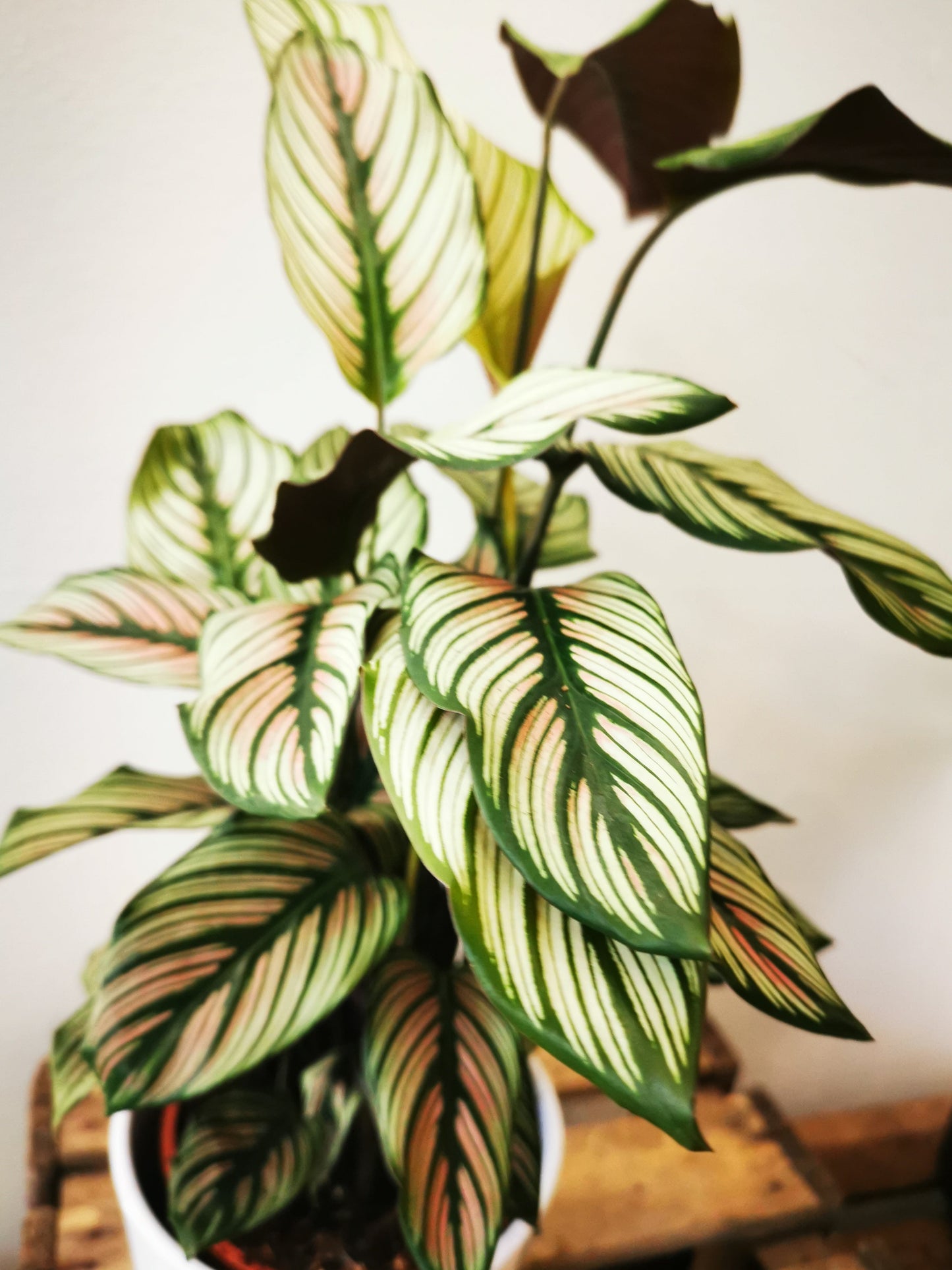 Calathea White Star - De Plantrekkers - De Plantrekkers