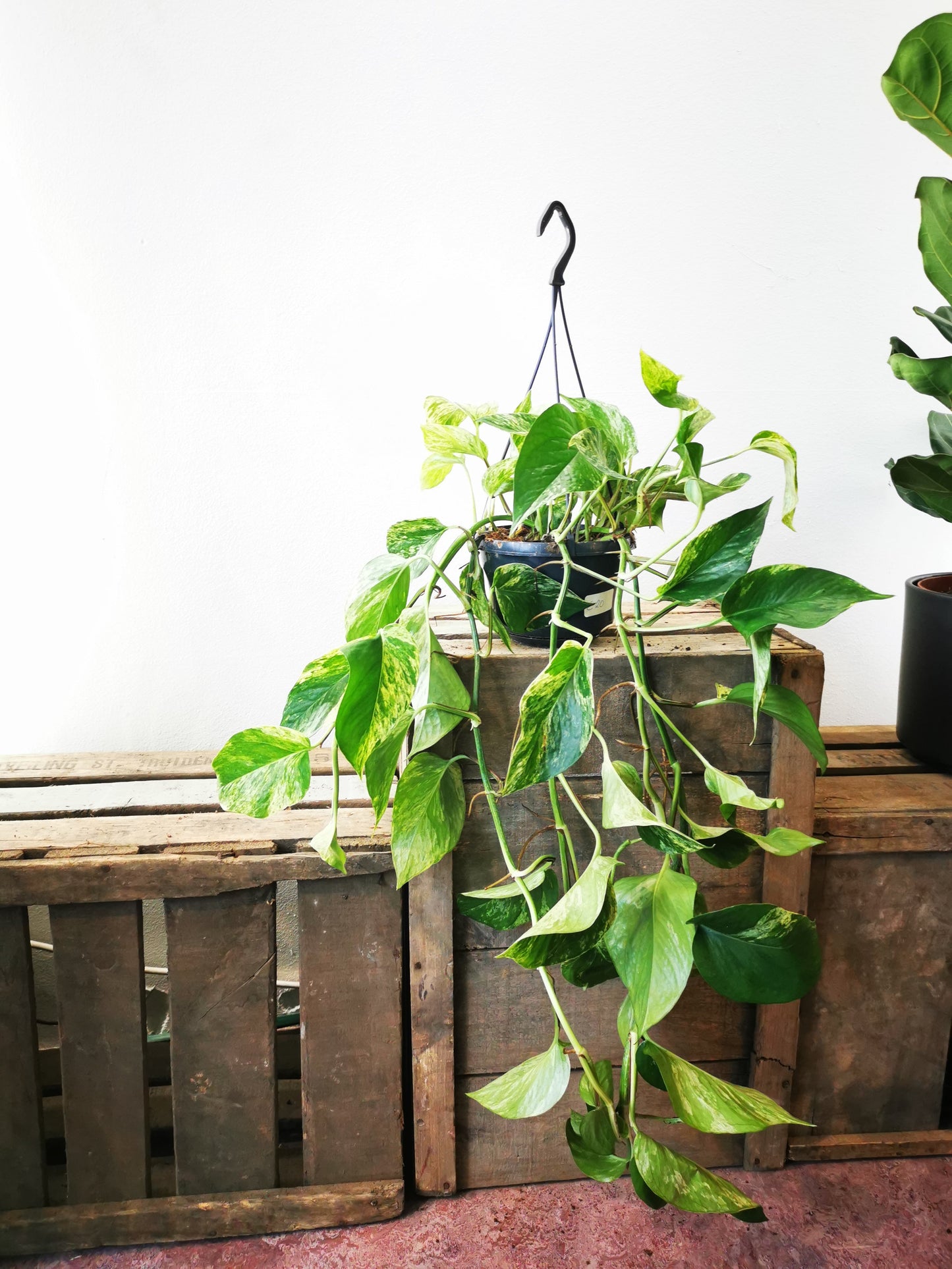 Epipremnum Marble Queen - De Plantrekkers - De Plantrekkers