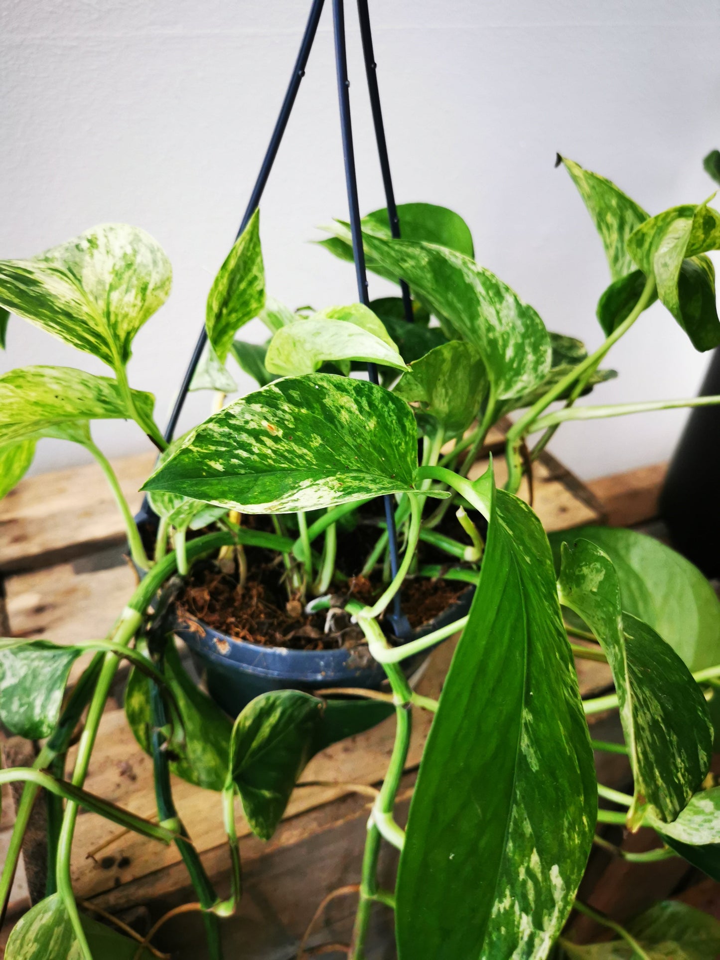 Epipremnum Marble Queen - De Plantrekkers - De Plantrekkers