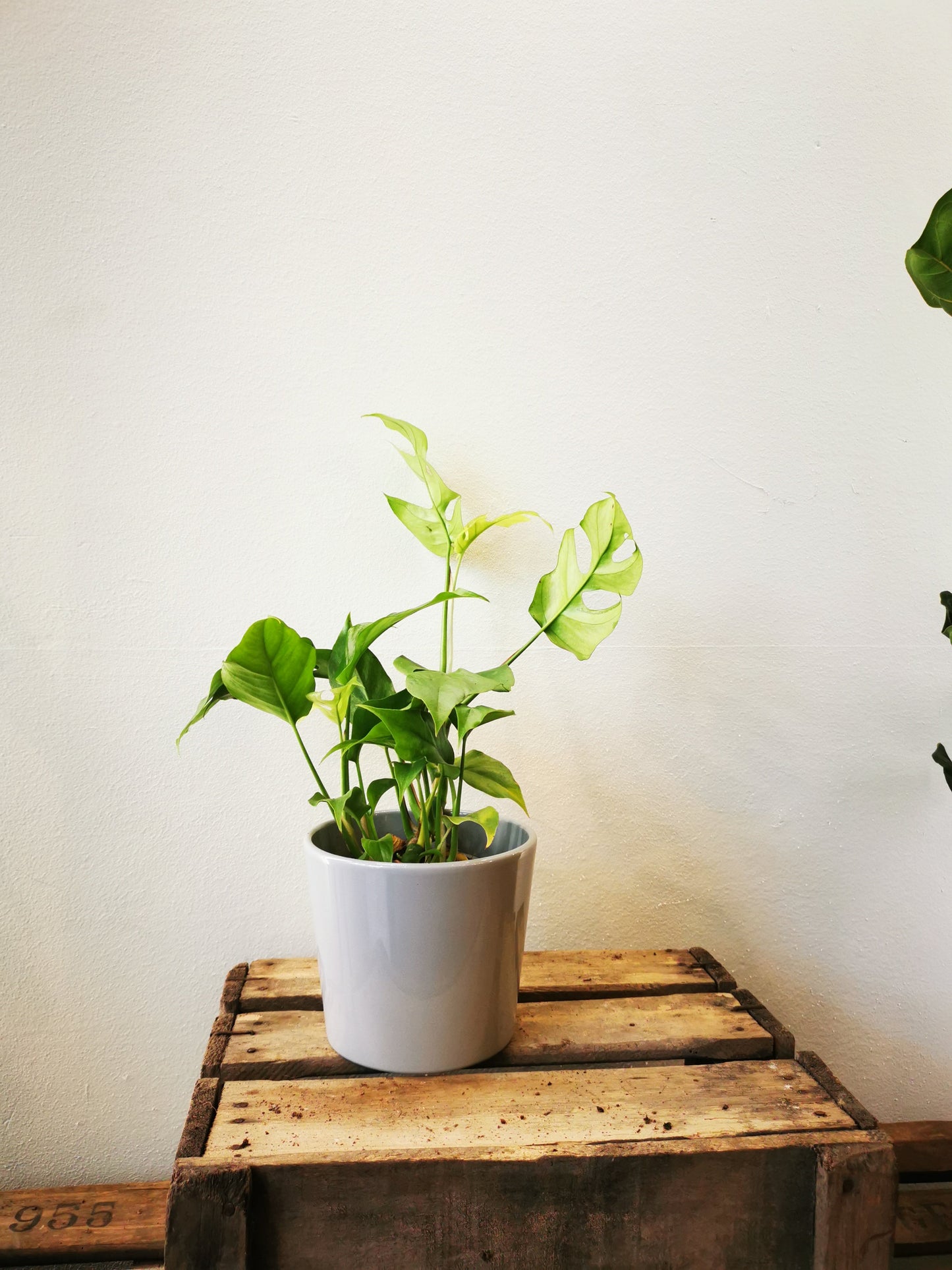 Monstera Minima - De Plantrekkers - De Plantrekkers
