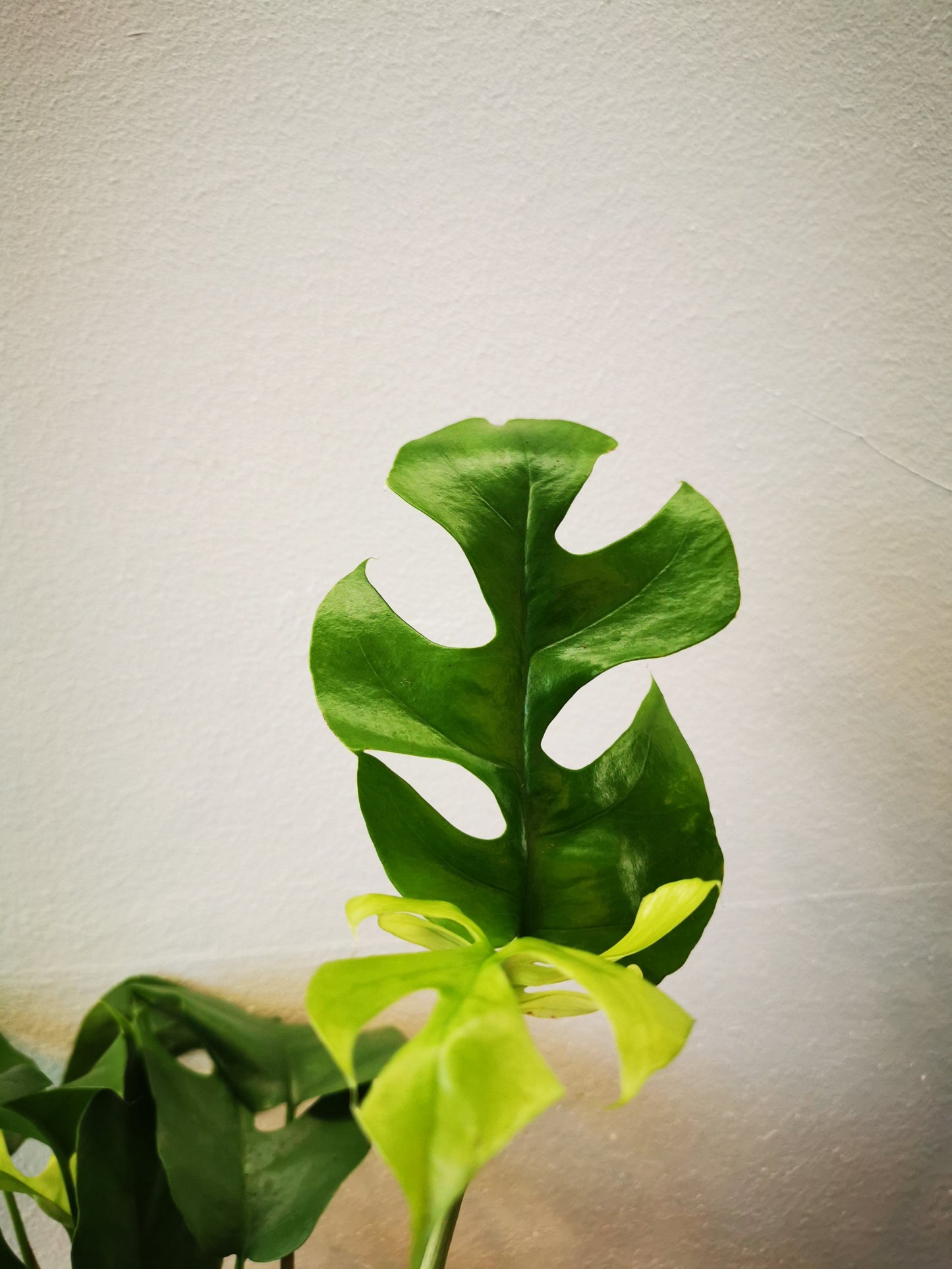 Monstera Minima - De Plantrekkers - De Plantrekkers