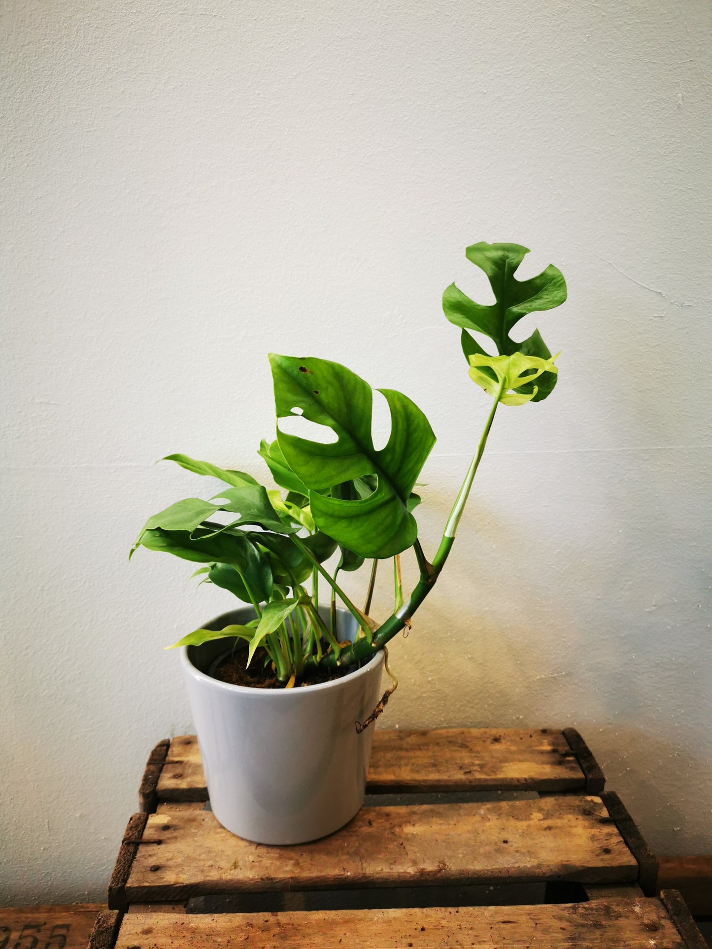 Monstera Minima - De Plantrekkers - De Plantrekkers