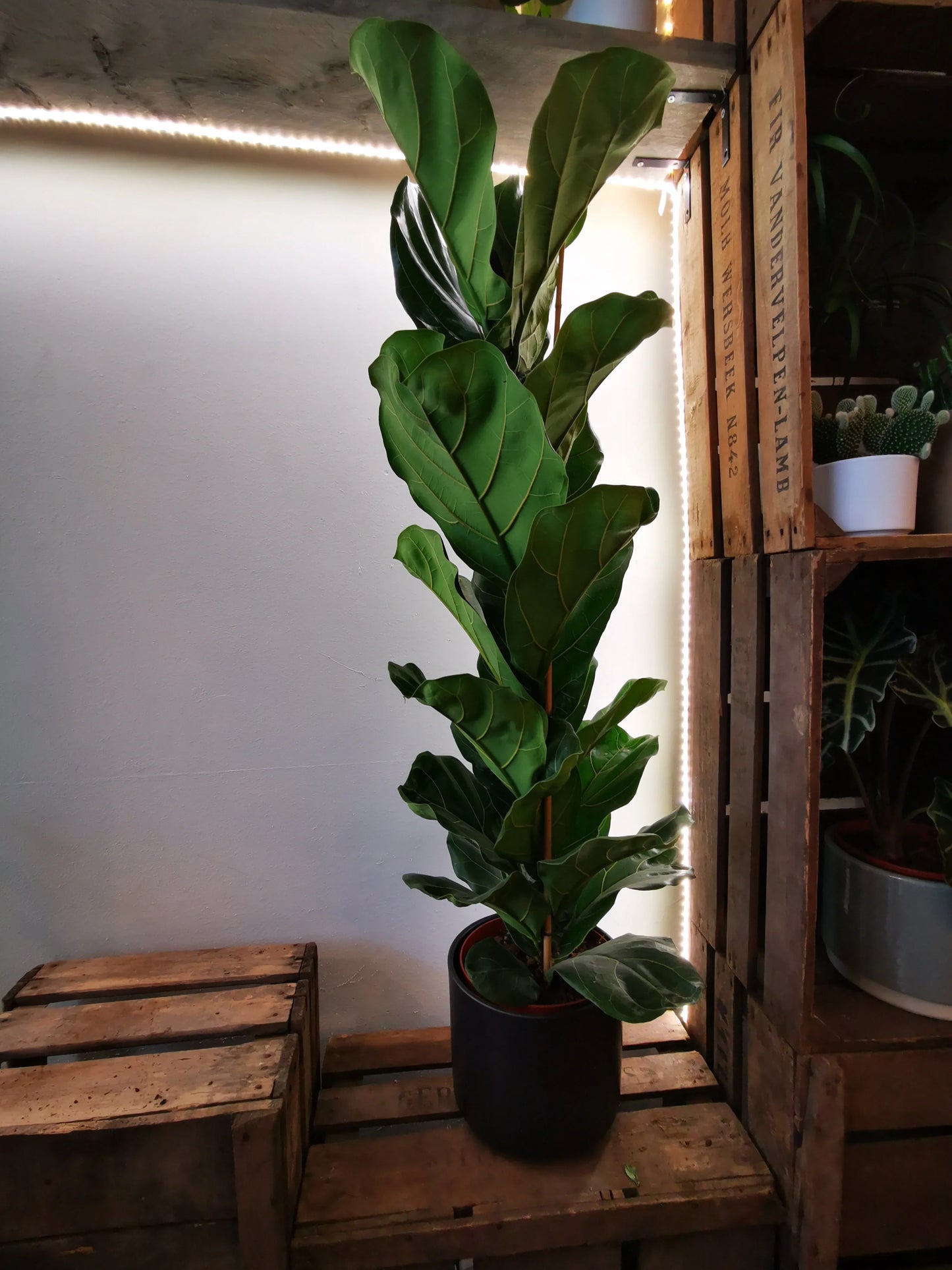 Ficus Lyrata - Vioolbladplant De Plantrekkers