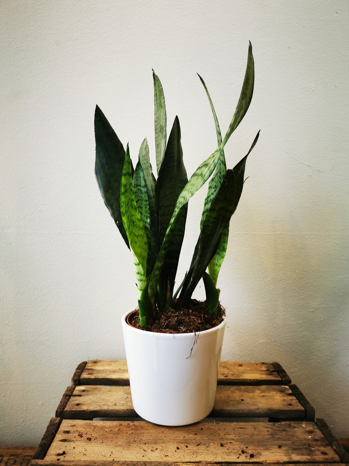 Sansevieria Zeylanica - De Plantrekkers - De Plantrekkers
