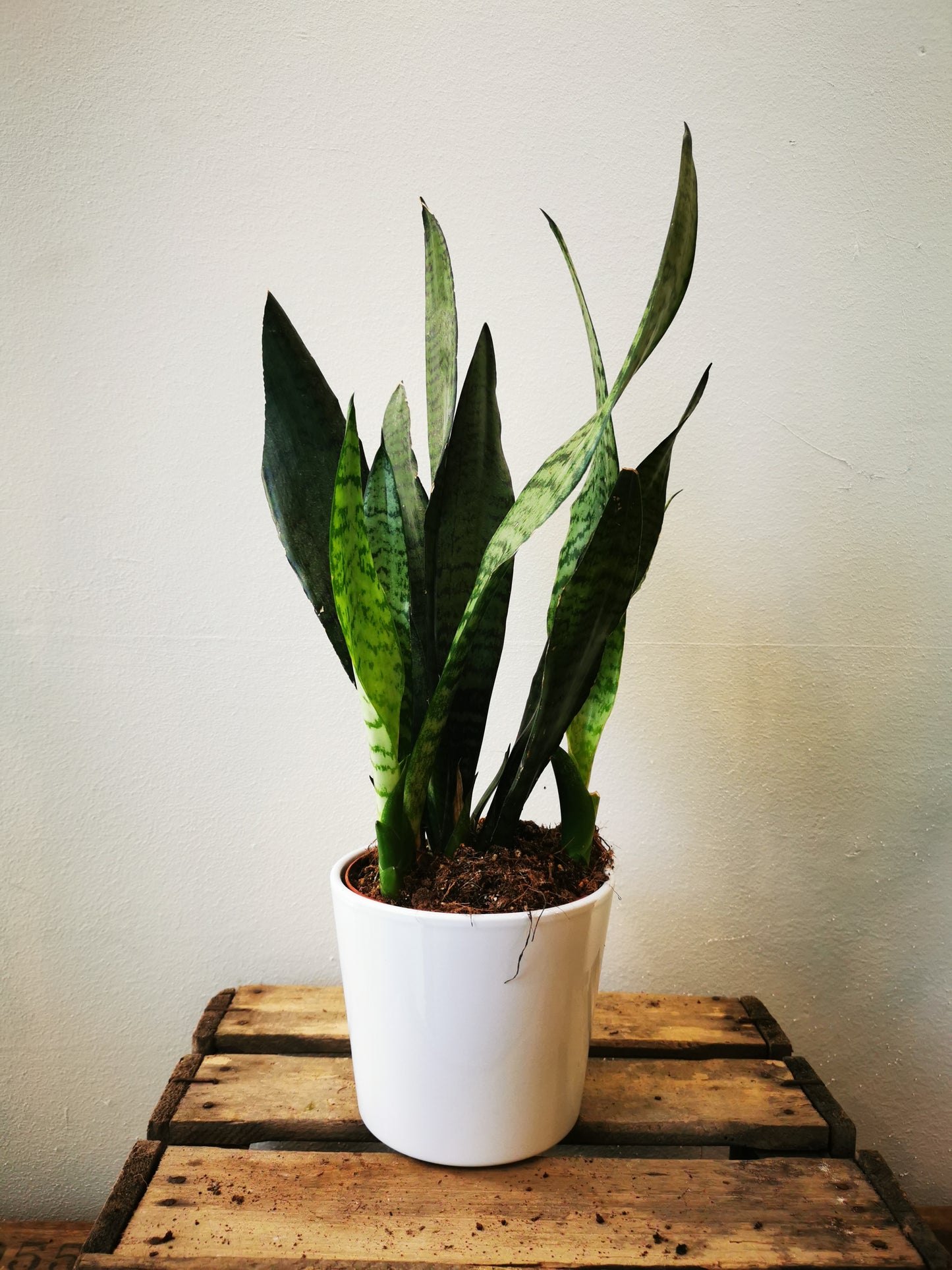 Sansevieria Zeylanica - De Plantrekkers - De Plantrekkers