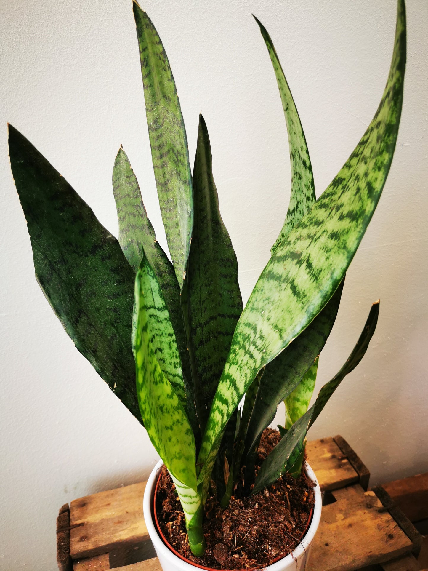 Sansevieria Zeylanica - De Plantrekkers - De Plantrekkers