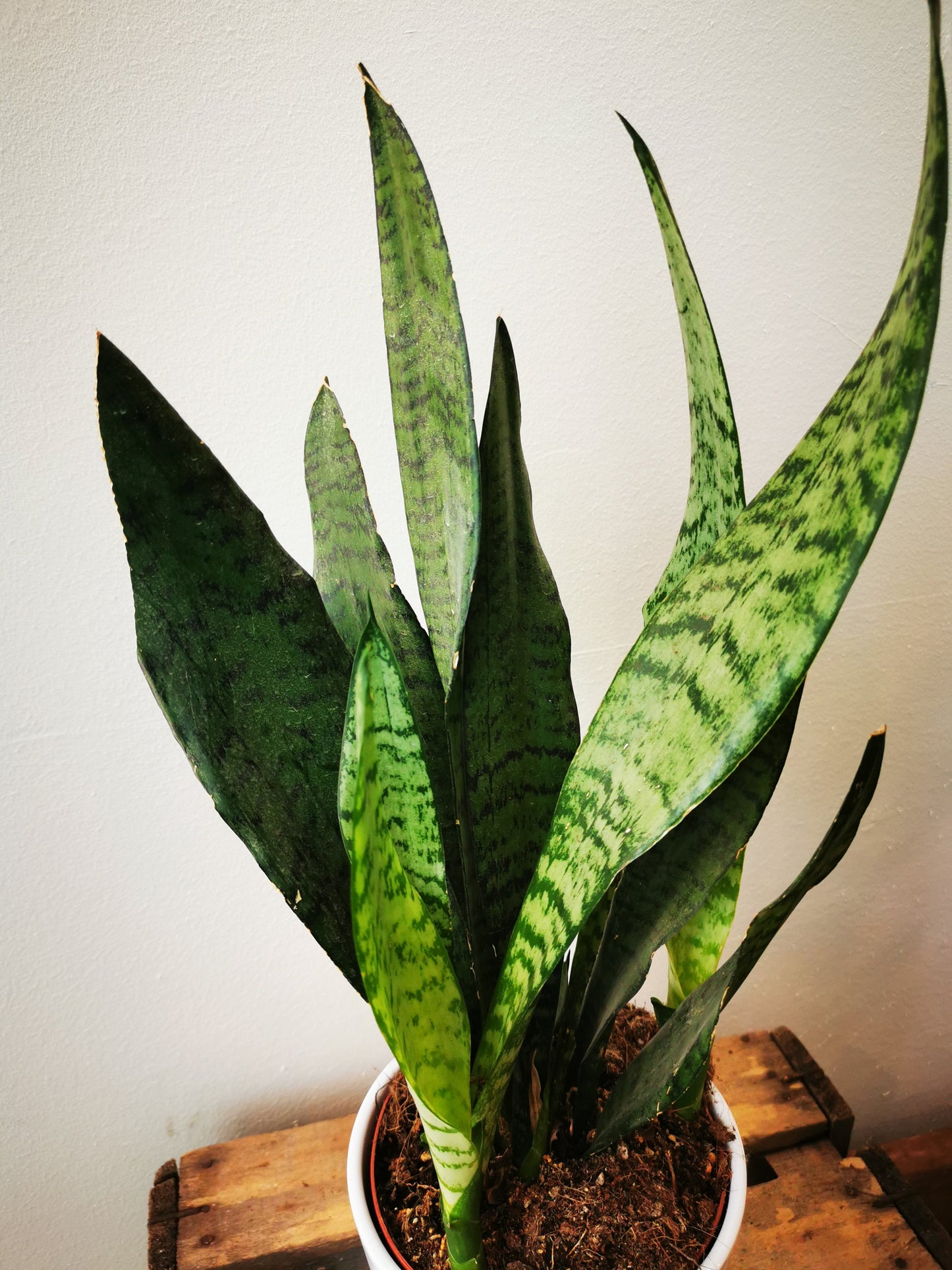 Sansevieria Zeylanica - De Plantrekkers - De Plantrekkers