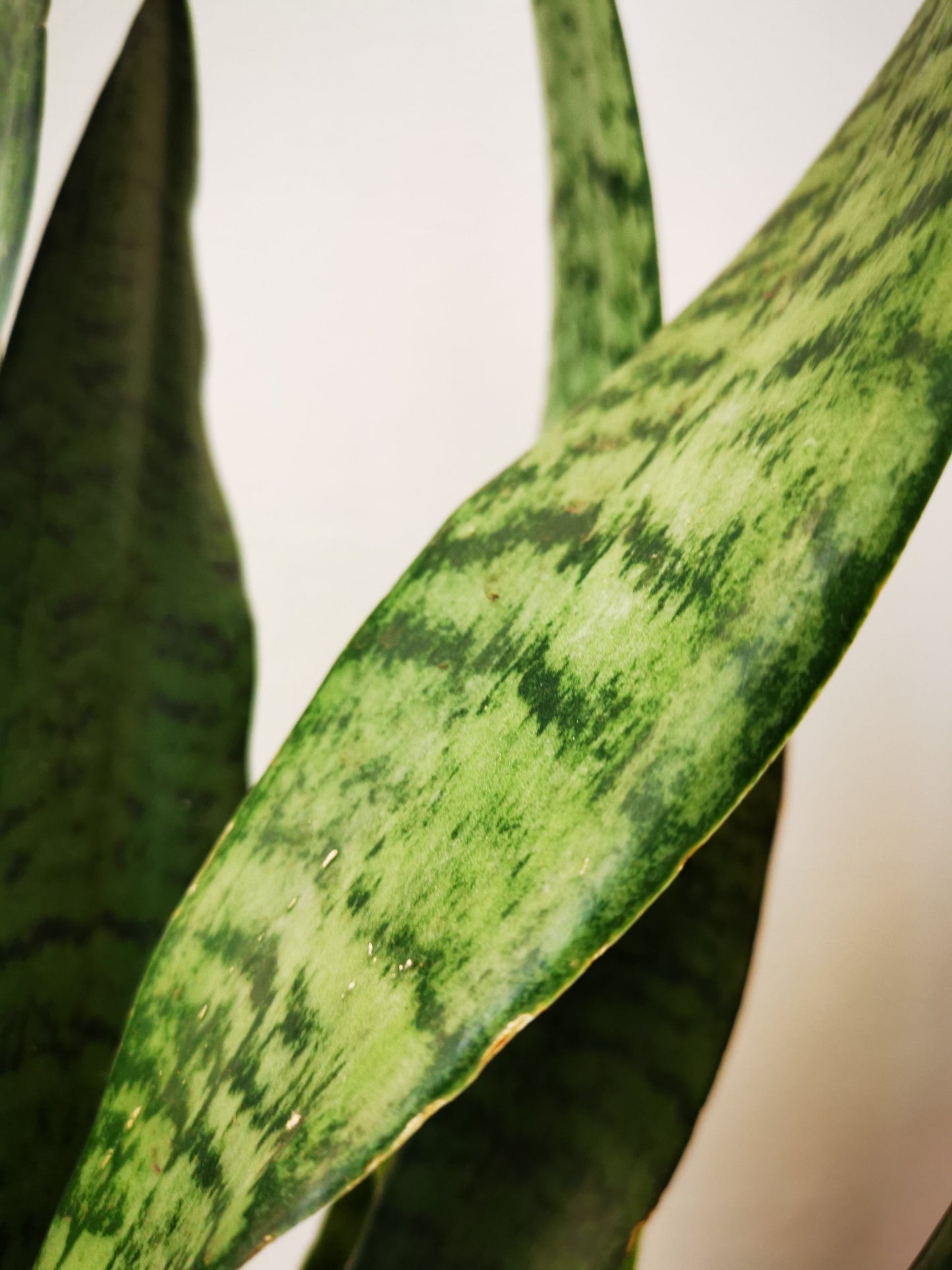 Sansevieria Zeylanica - De Plantrekkers - De Plantrekkers