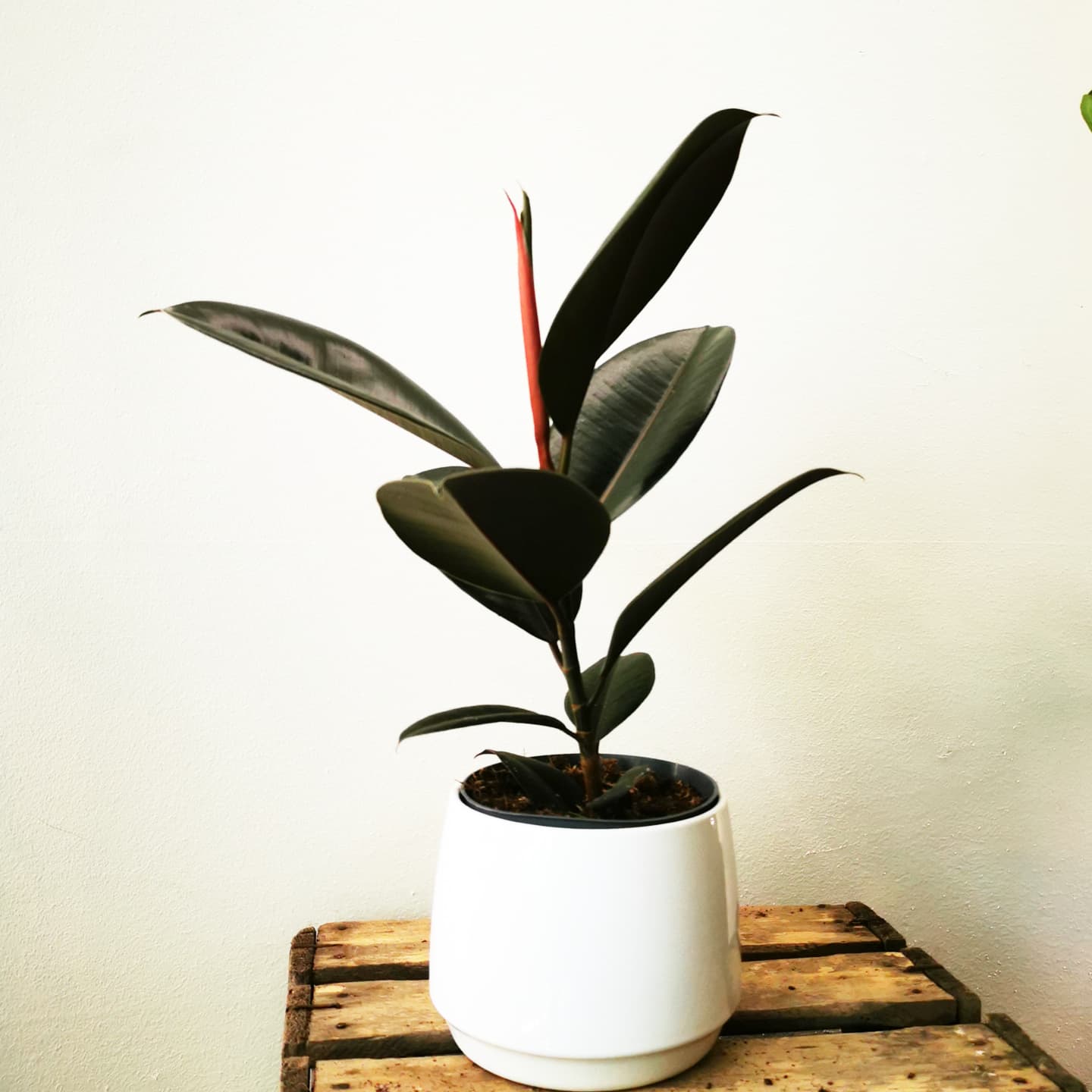 Ficus Elastica Abidjan - De Plantrekkers - De Plantrekkers