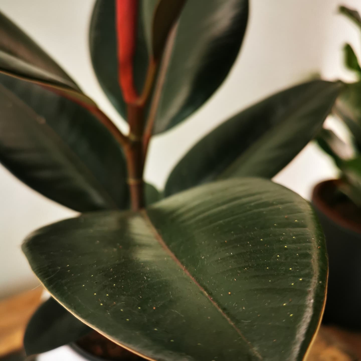 Ficus Elastica Abidjan - De Plantrekkers - De Plantrekkers