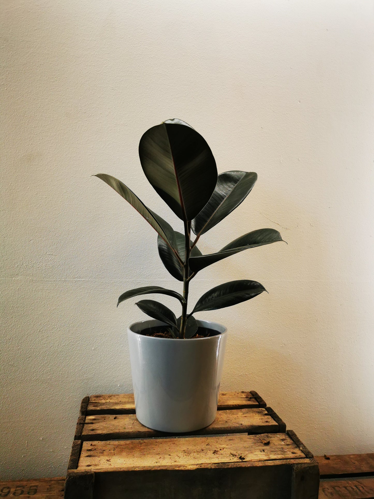 Ficus Elastica Abidjan - De Plantrekkers - De Plantrekkers