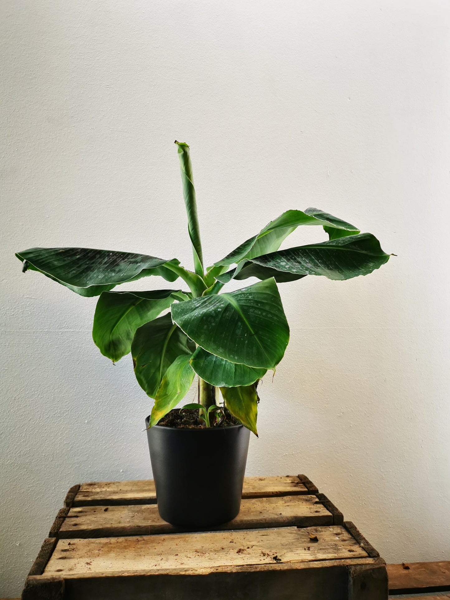 Bananenplant - De Plantrekkers - De Plantrekkers