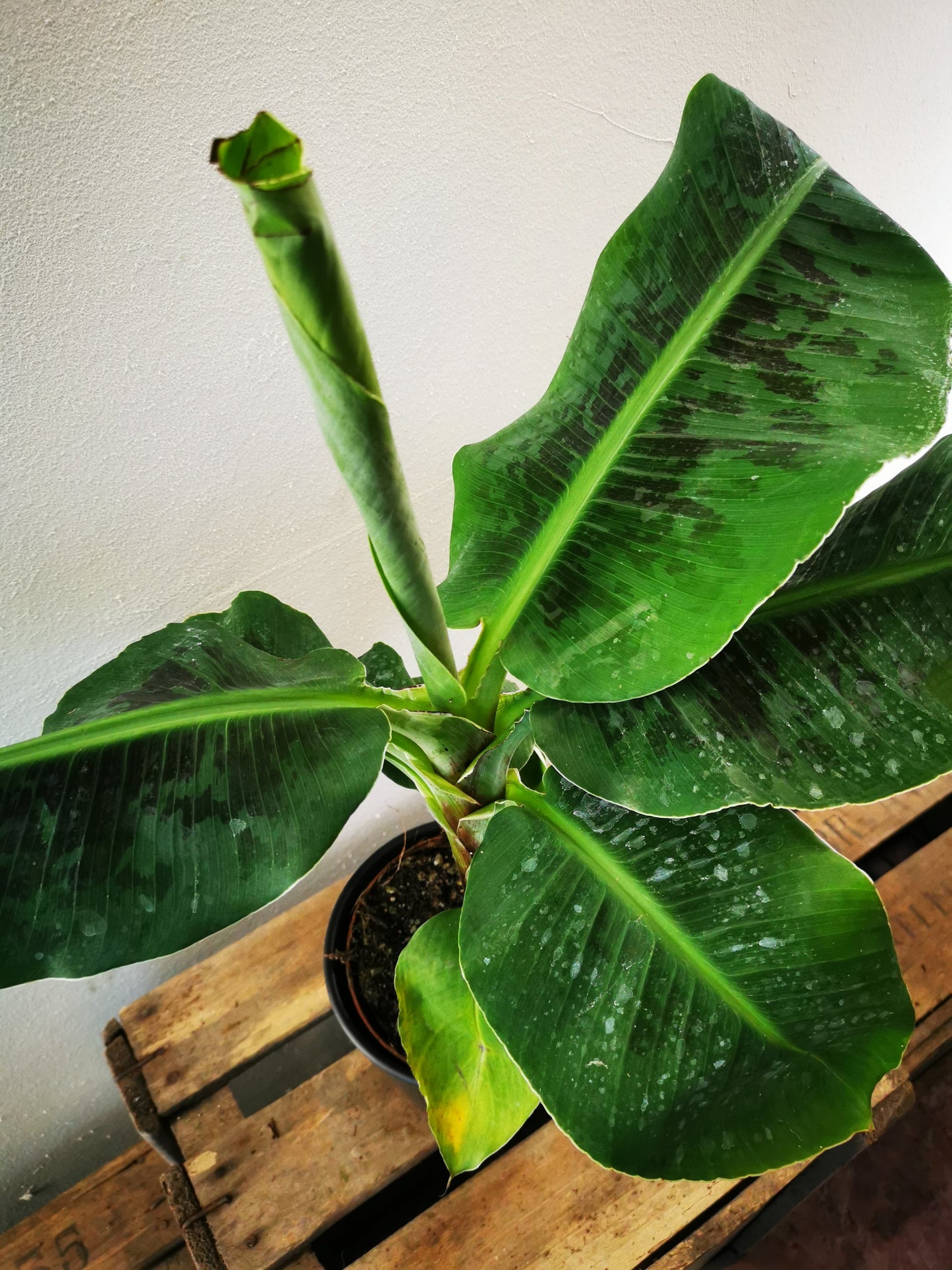 Bananenplant - De Plantrekkers - De Plantrekkers