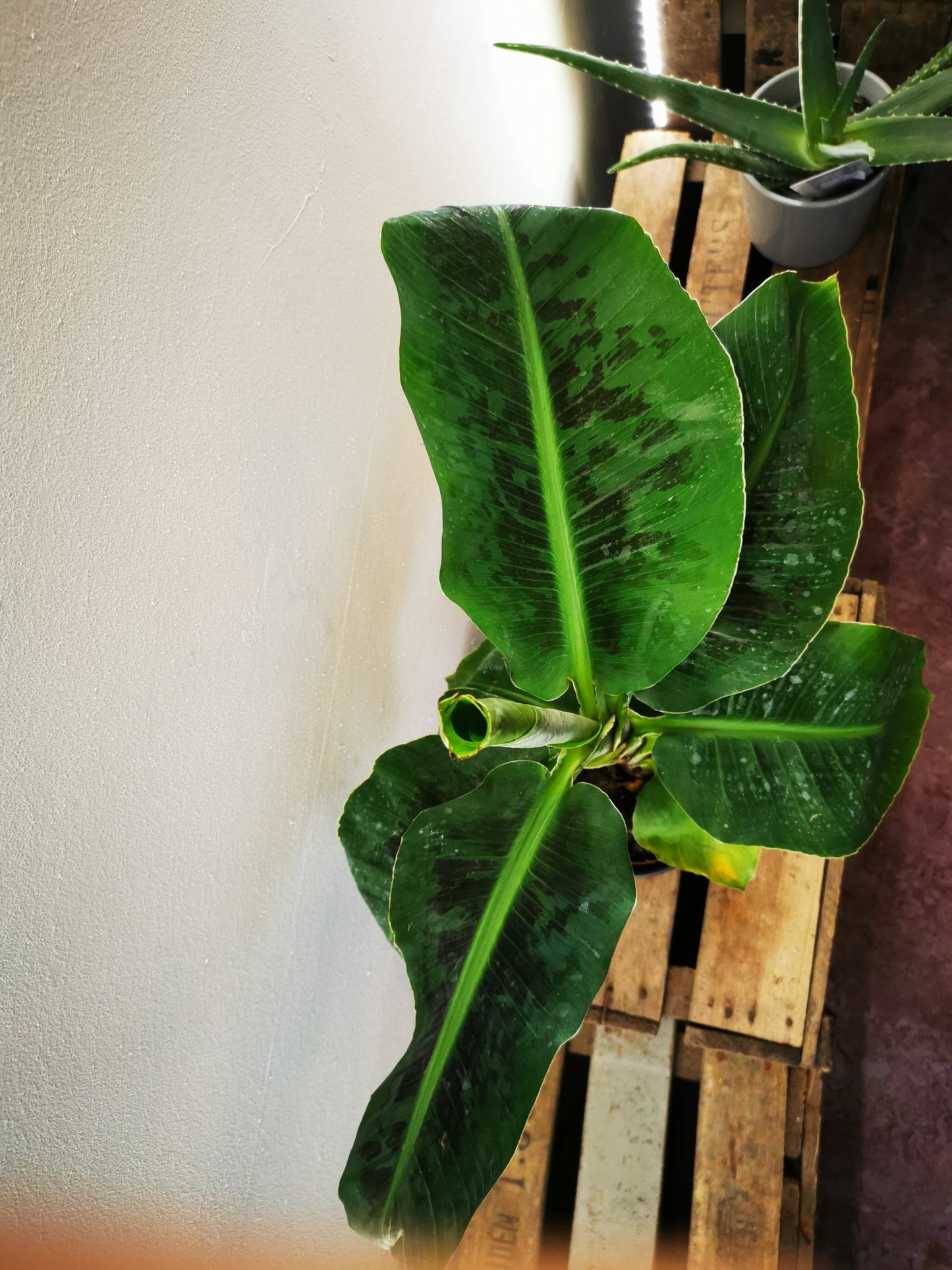 Bananenplant - De Plantrekkers - De Plantrekkers