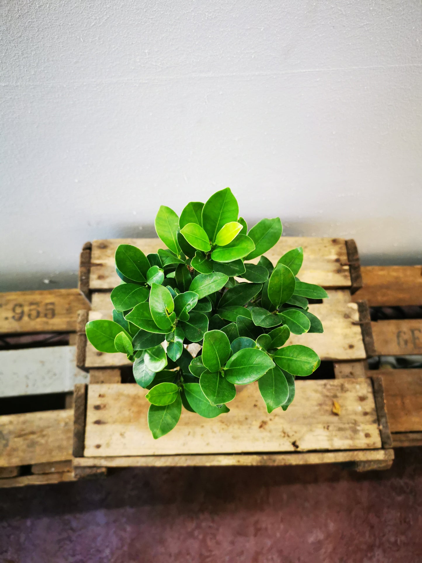 Ficus Microcarpa Ginseng - De Plantrekkers - De Plantrekkers
