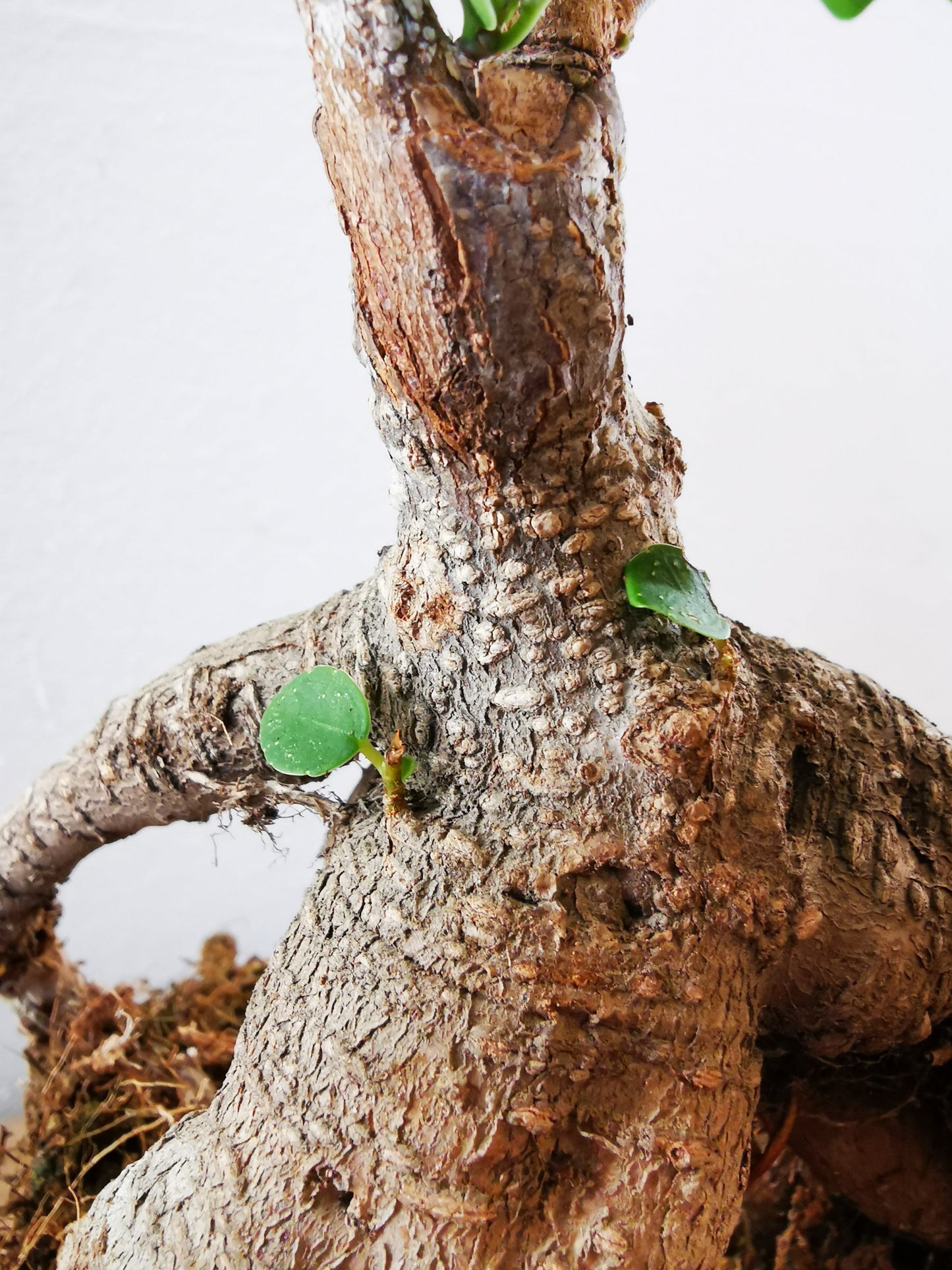 Ficus Microcarpa Ginseng - De Plantrekkers - De Plantrekkers