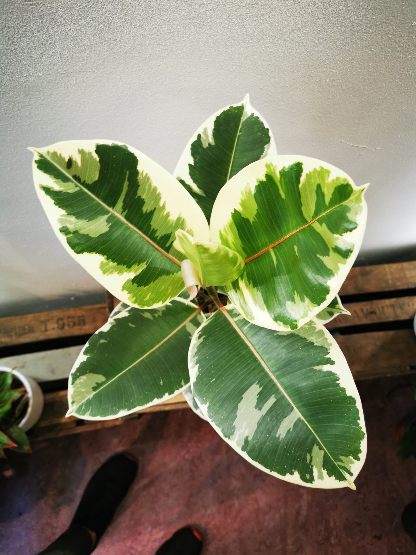 Ficus Elastica 'Tineke' - De Plantrekkers - De Plantrekkers