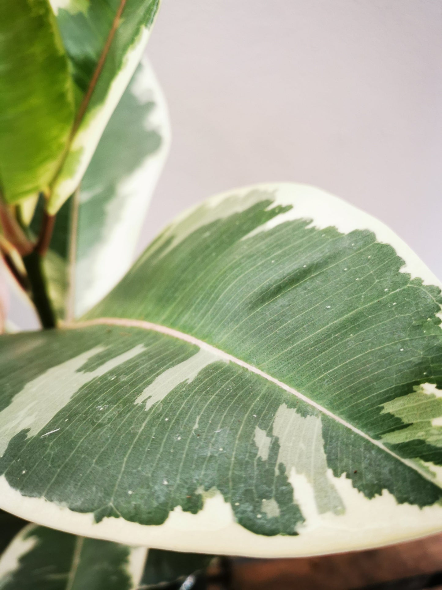 Ficus Elastica 'Tineke' - De Plantrekkers - De Plantrekkers