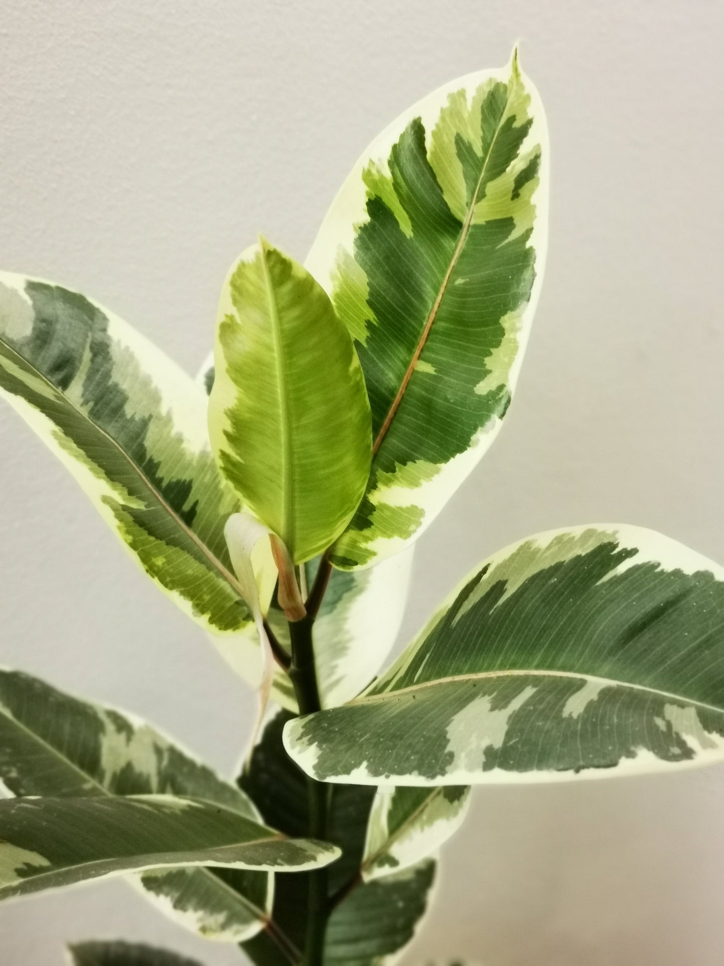 Ficus Elastica 'Tineke' - De Plantrekkers - De Plantrekkers