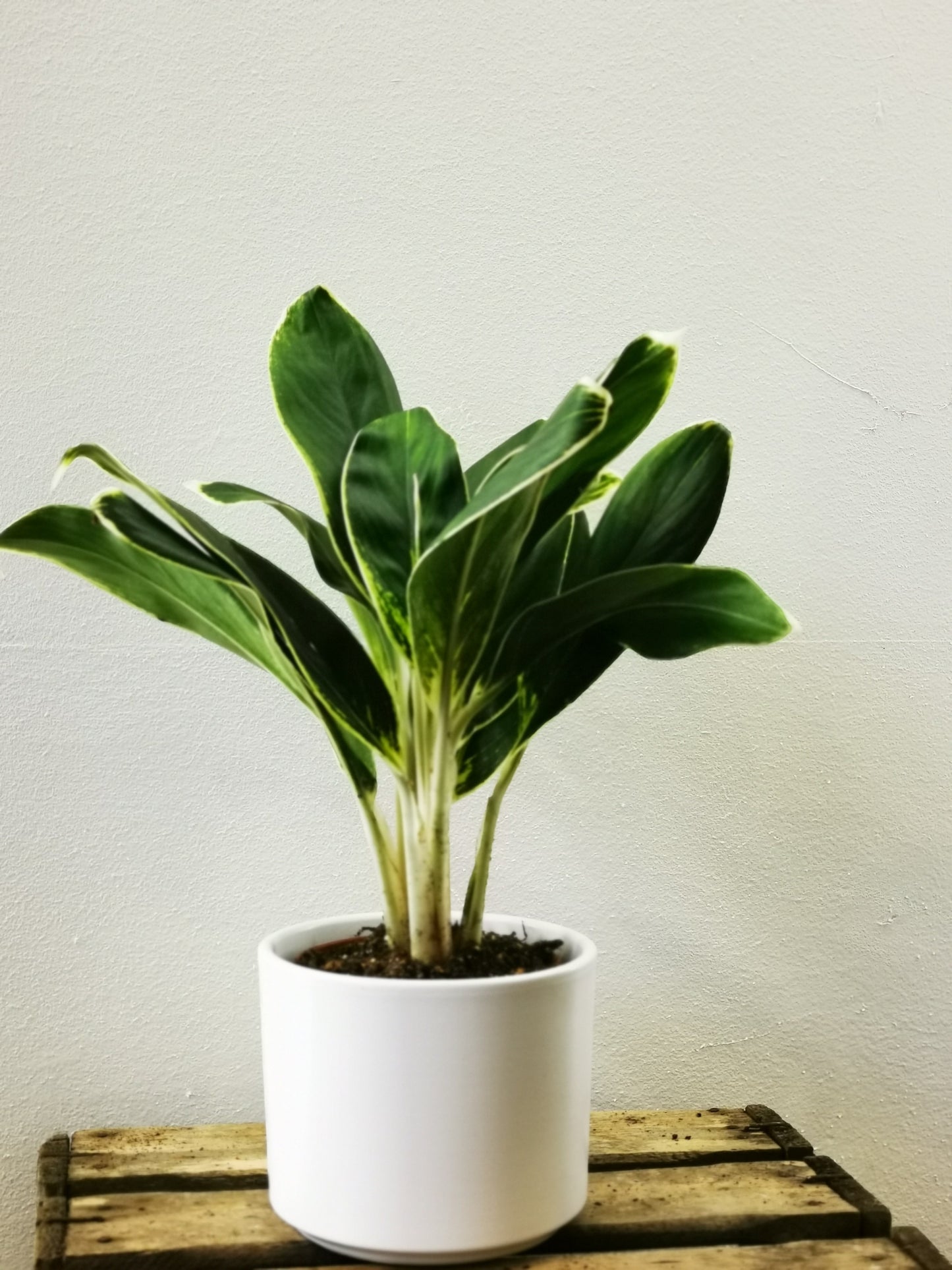 Aglaonema White Lady - De Plantrekkers - De Plantrekkers