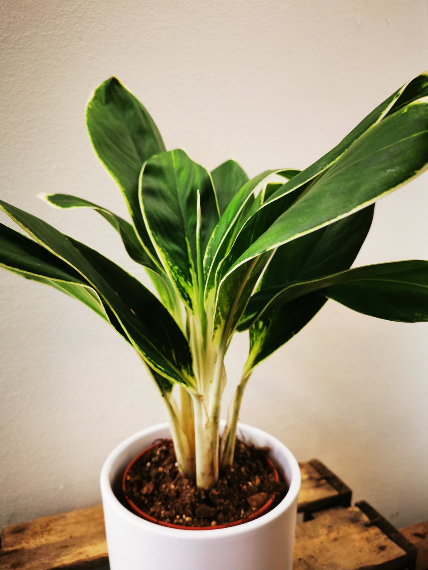 Aglaonema White Lady - De Plantrekkers - De Plantrekkers