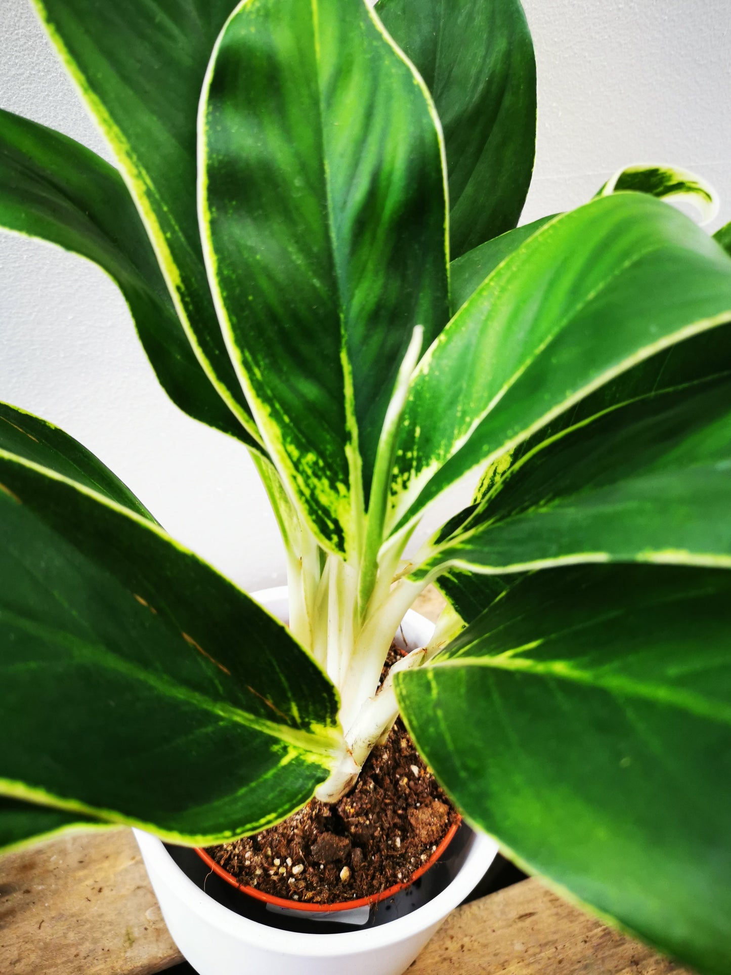 Aglaonema White Lady - De Plantrekkers - De Plantrekkers